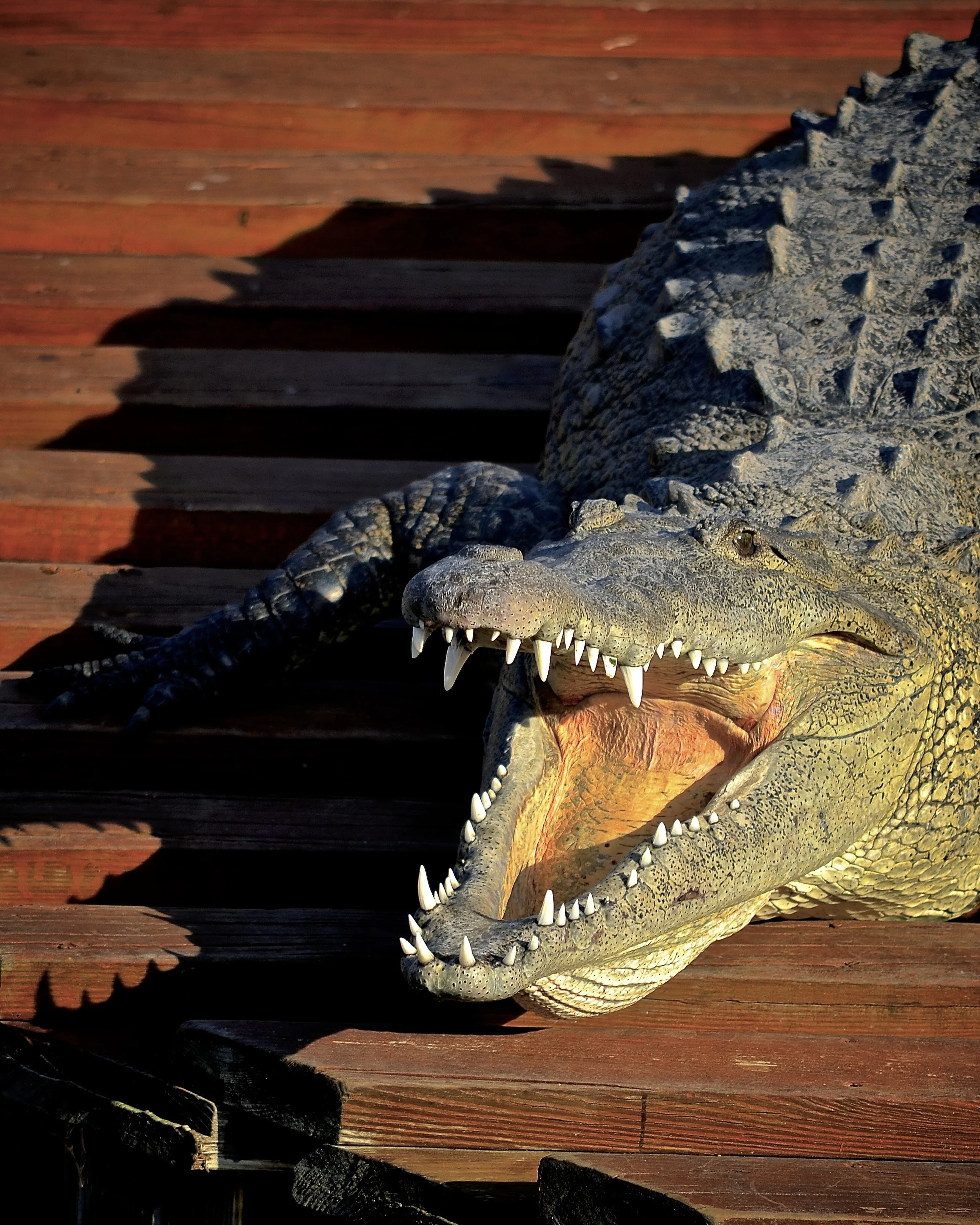 Crocodile at Gatorland