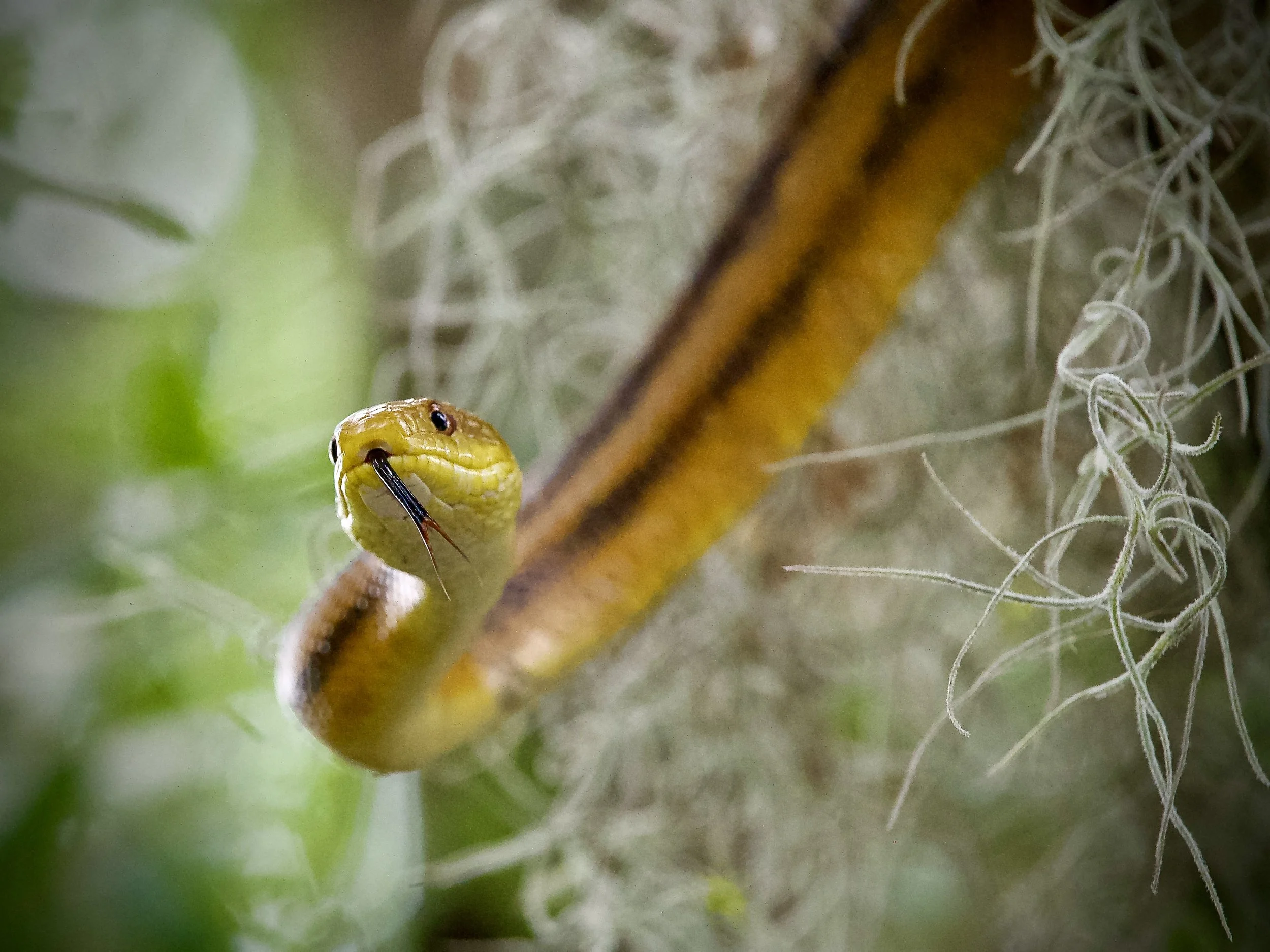Yellow rat snake in Lakeland