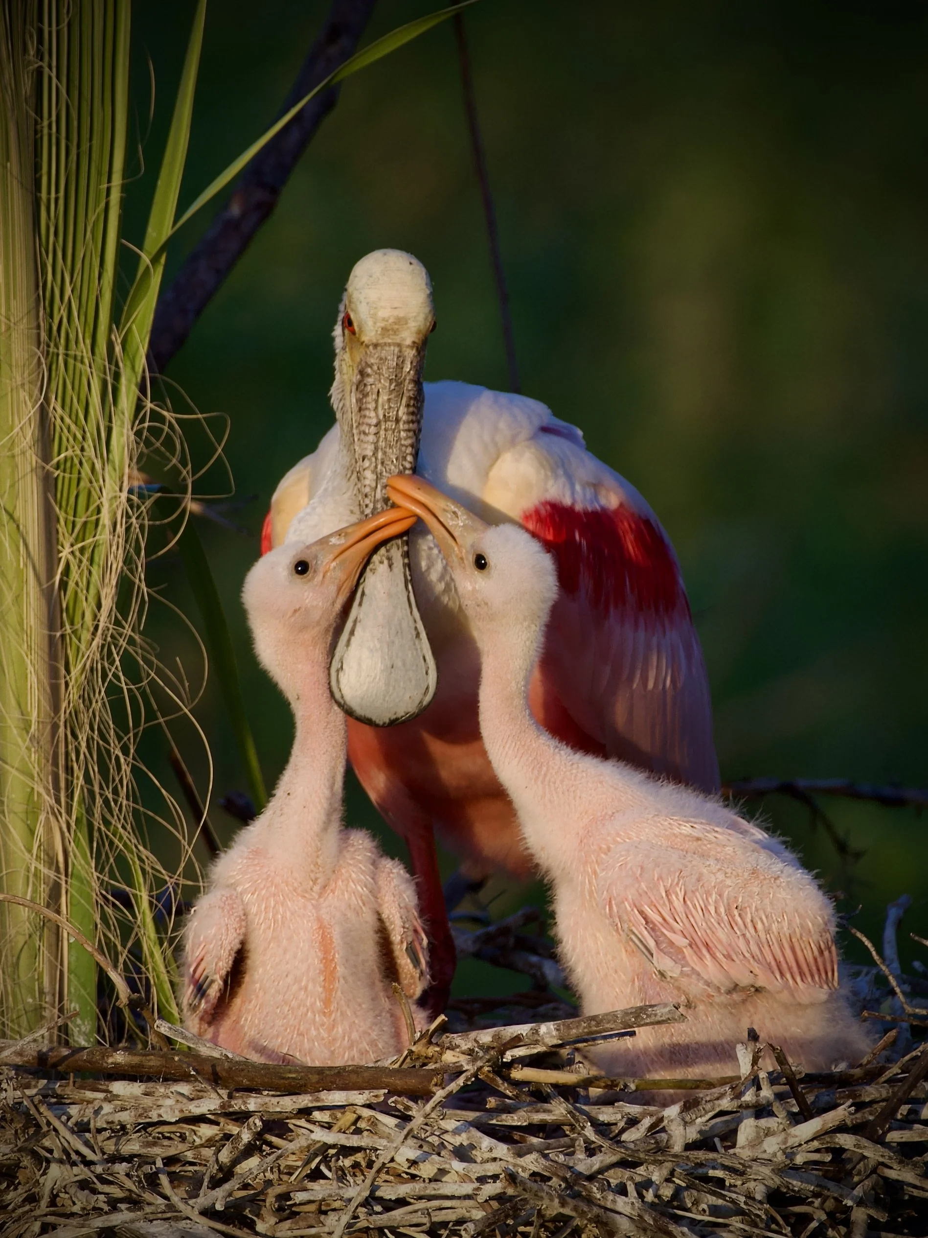 Roseate spoonbills, Orlando Wetlands