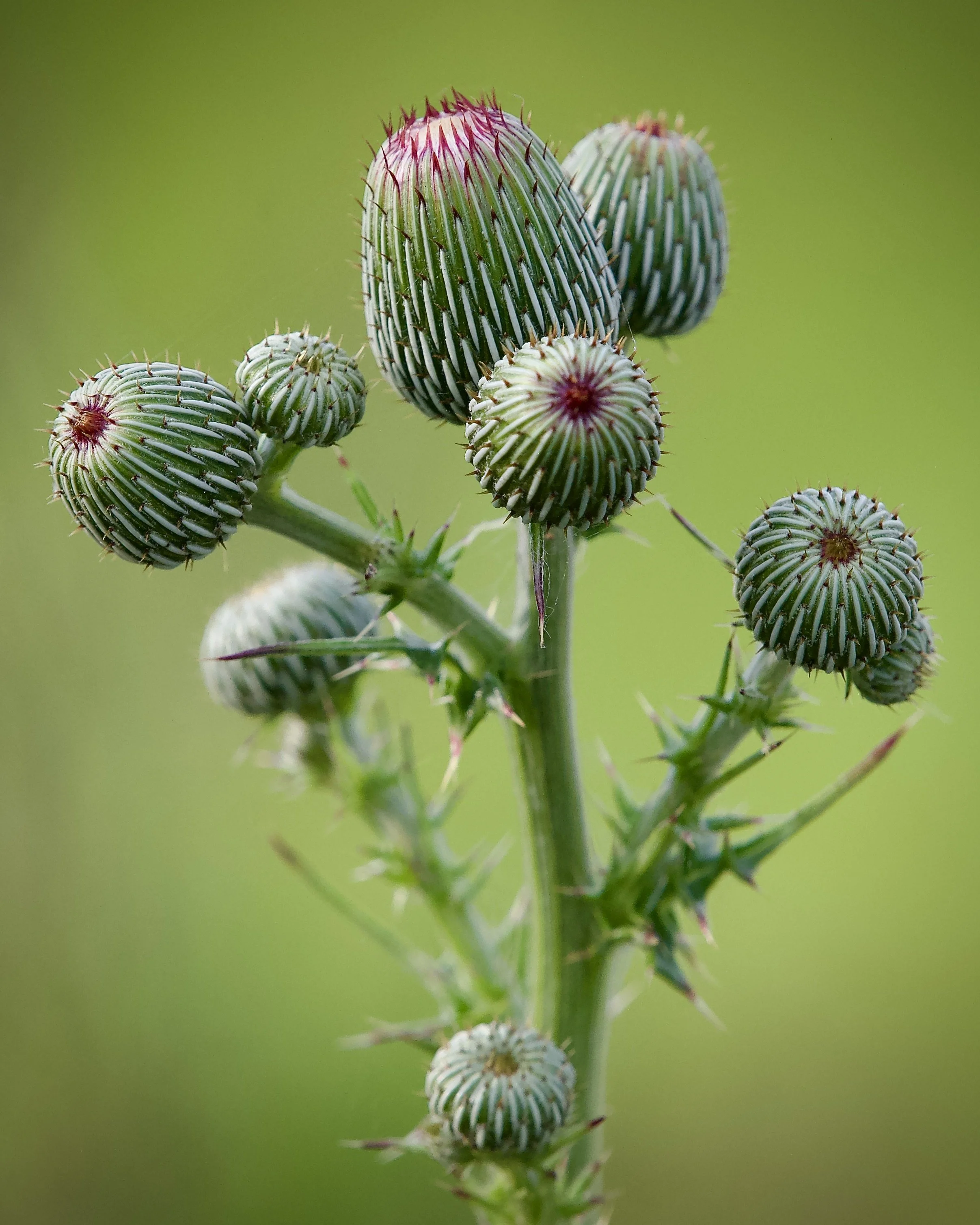 Thistle, Lakeland