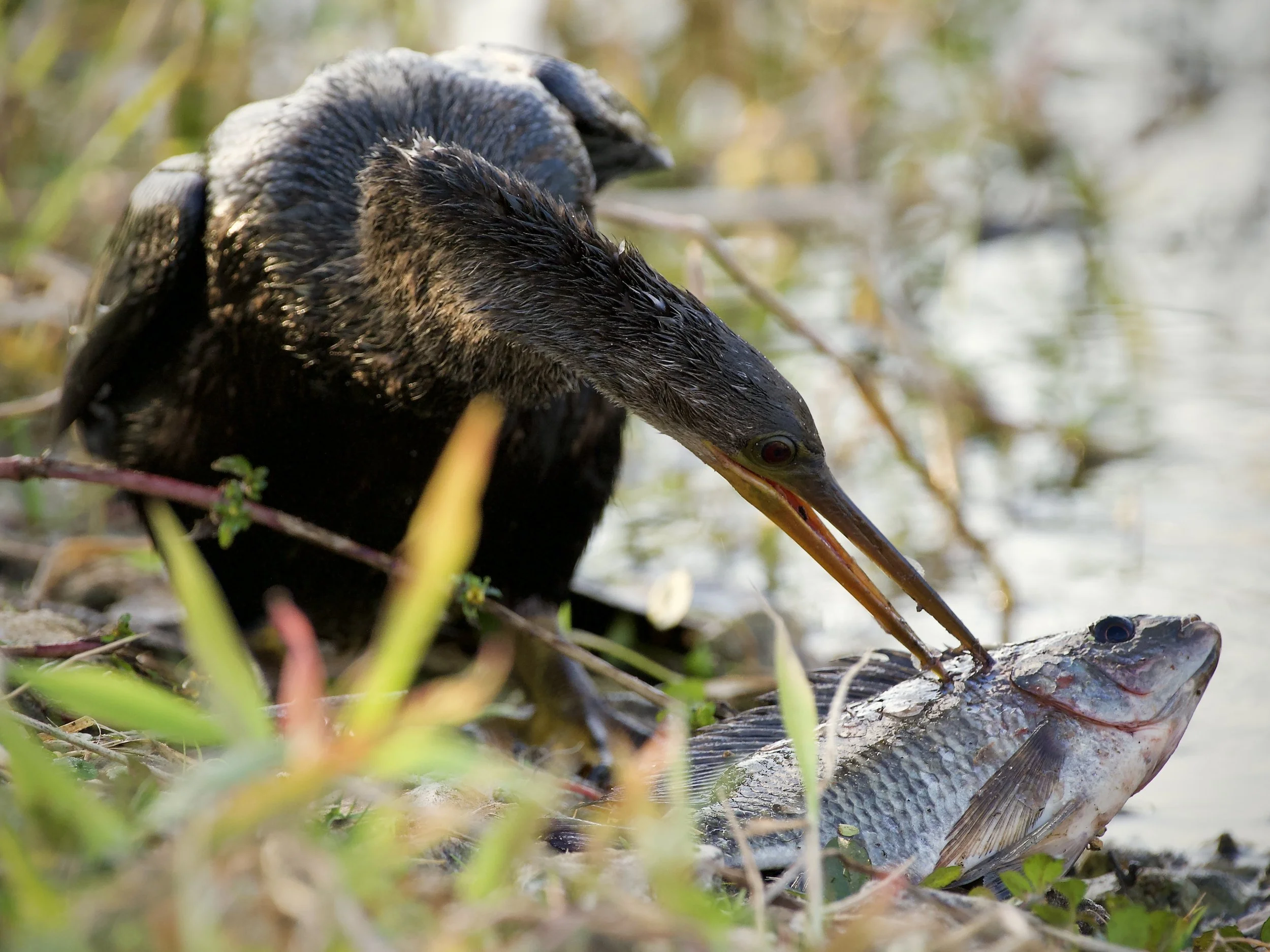 Anhinga, Lakeland