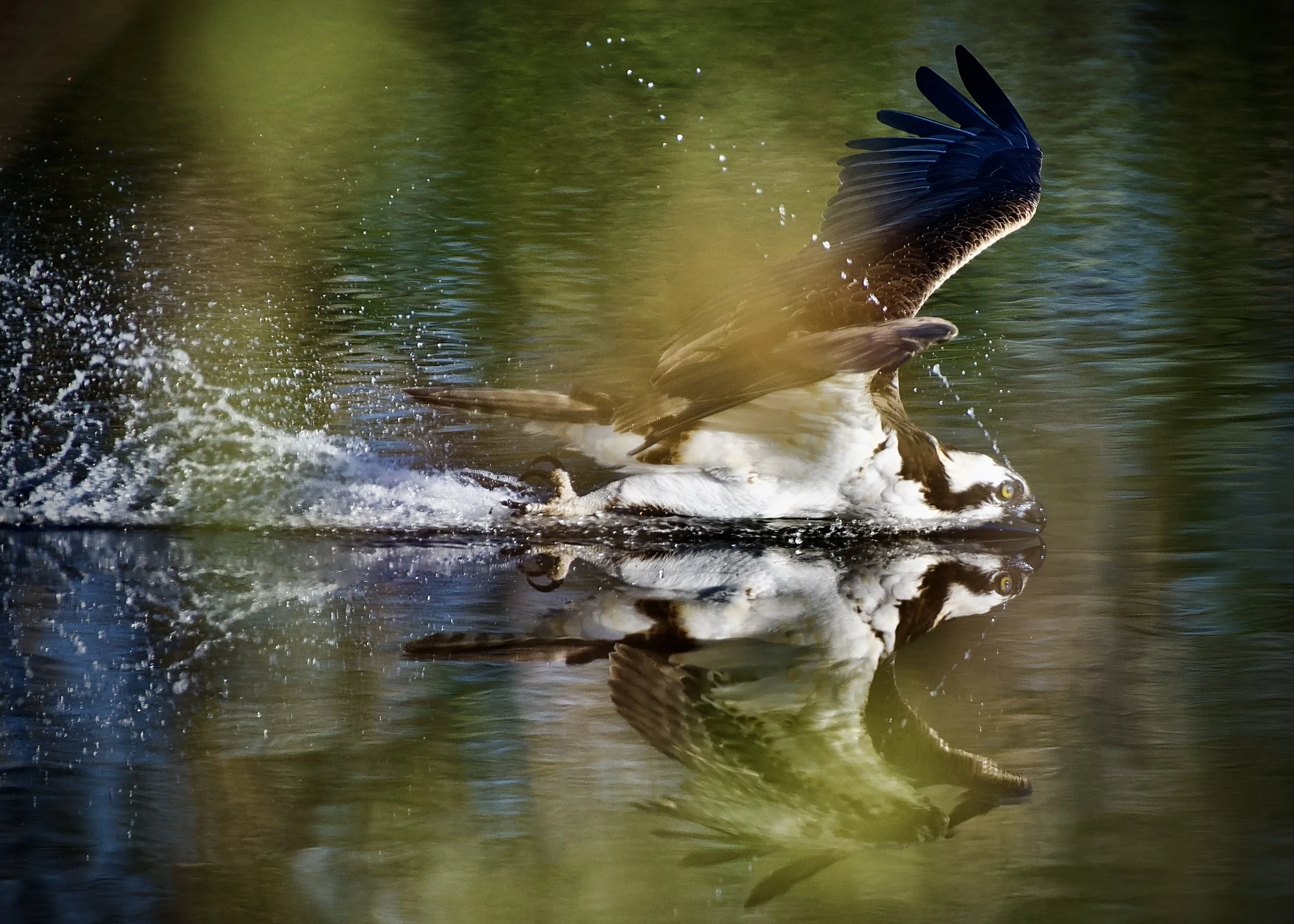 Osprey high-speed bath, Lakeland