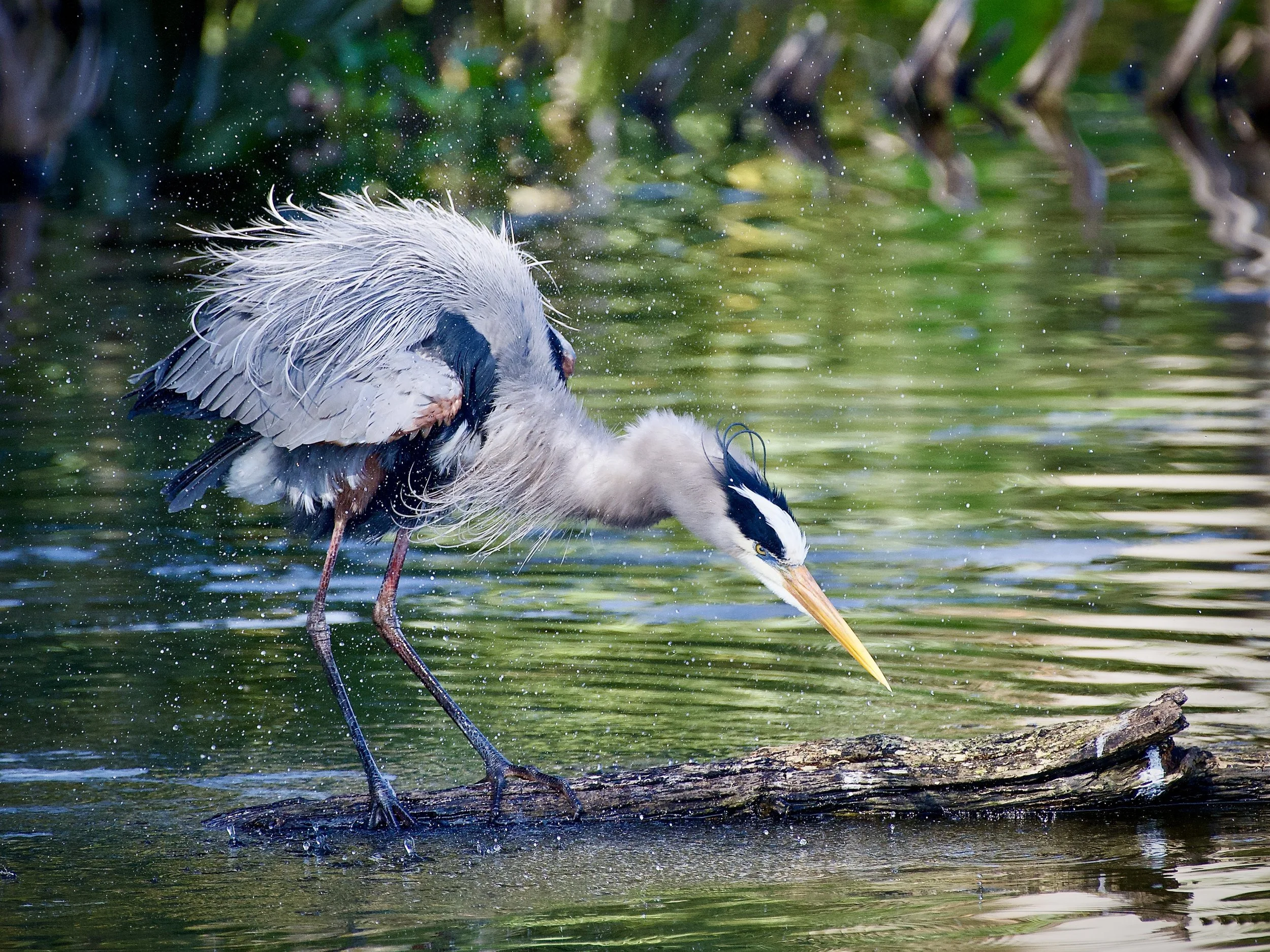 Shake it off!  Great blue heron, Lakeland