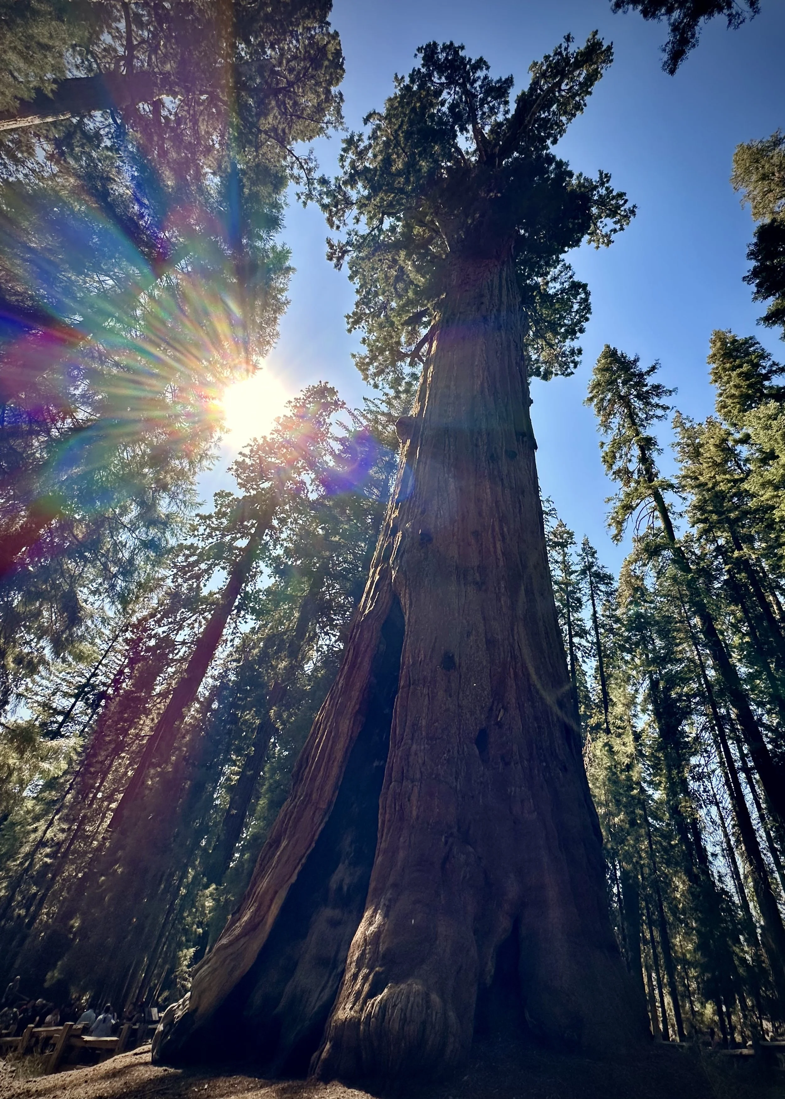 General Sherman, Sequoia National Park