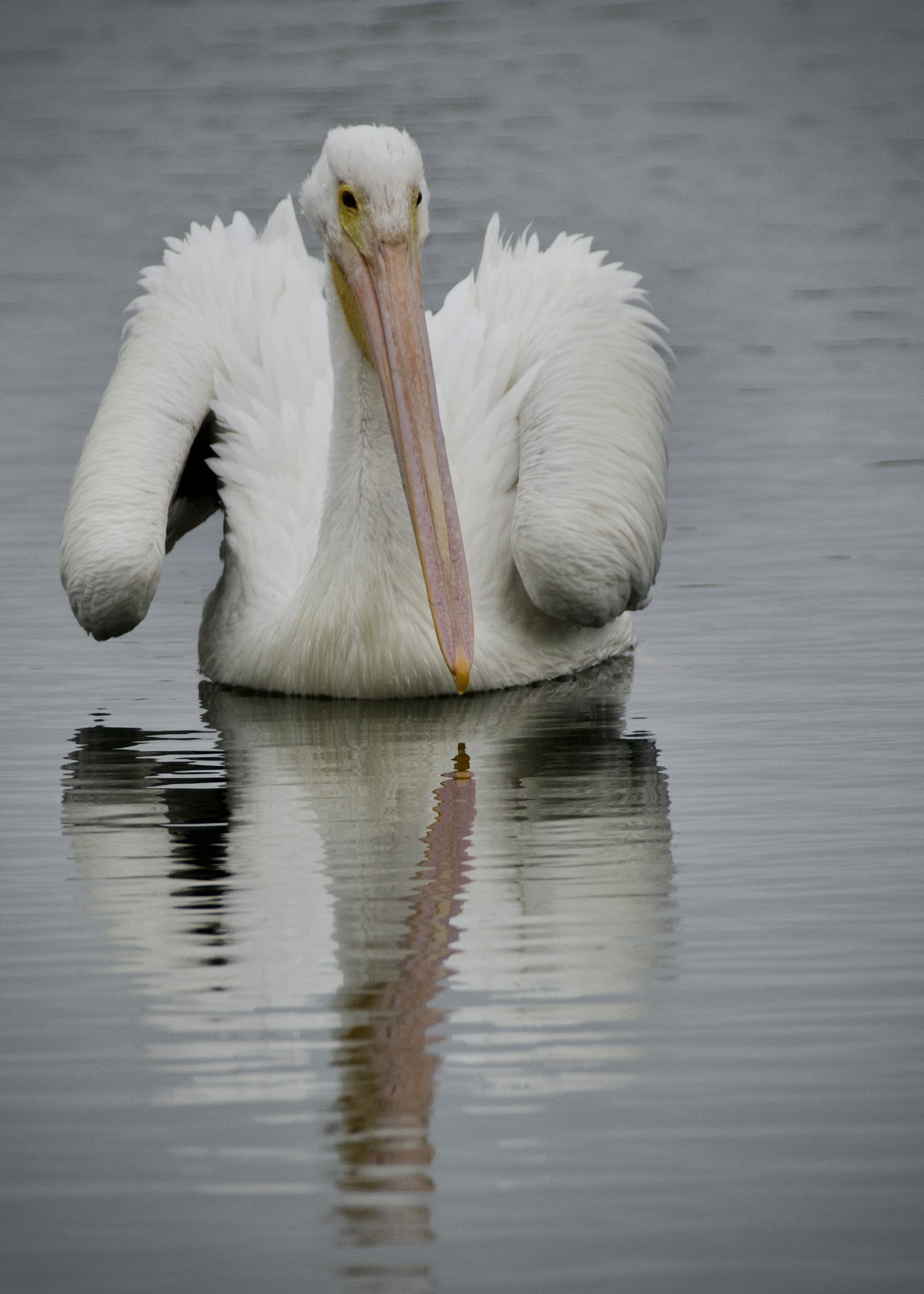 White pelican, Orlando