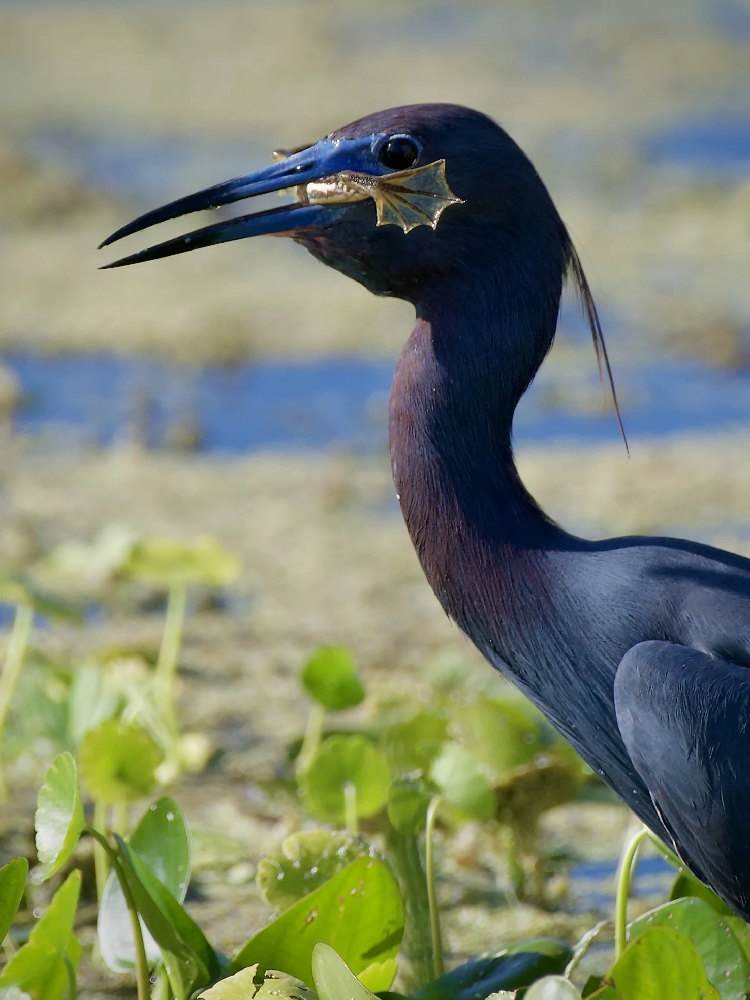 Little blue heron with a frog, Orlando Wetlands