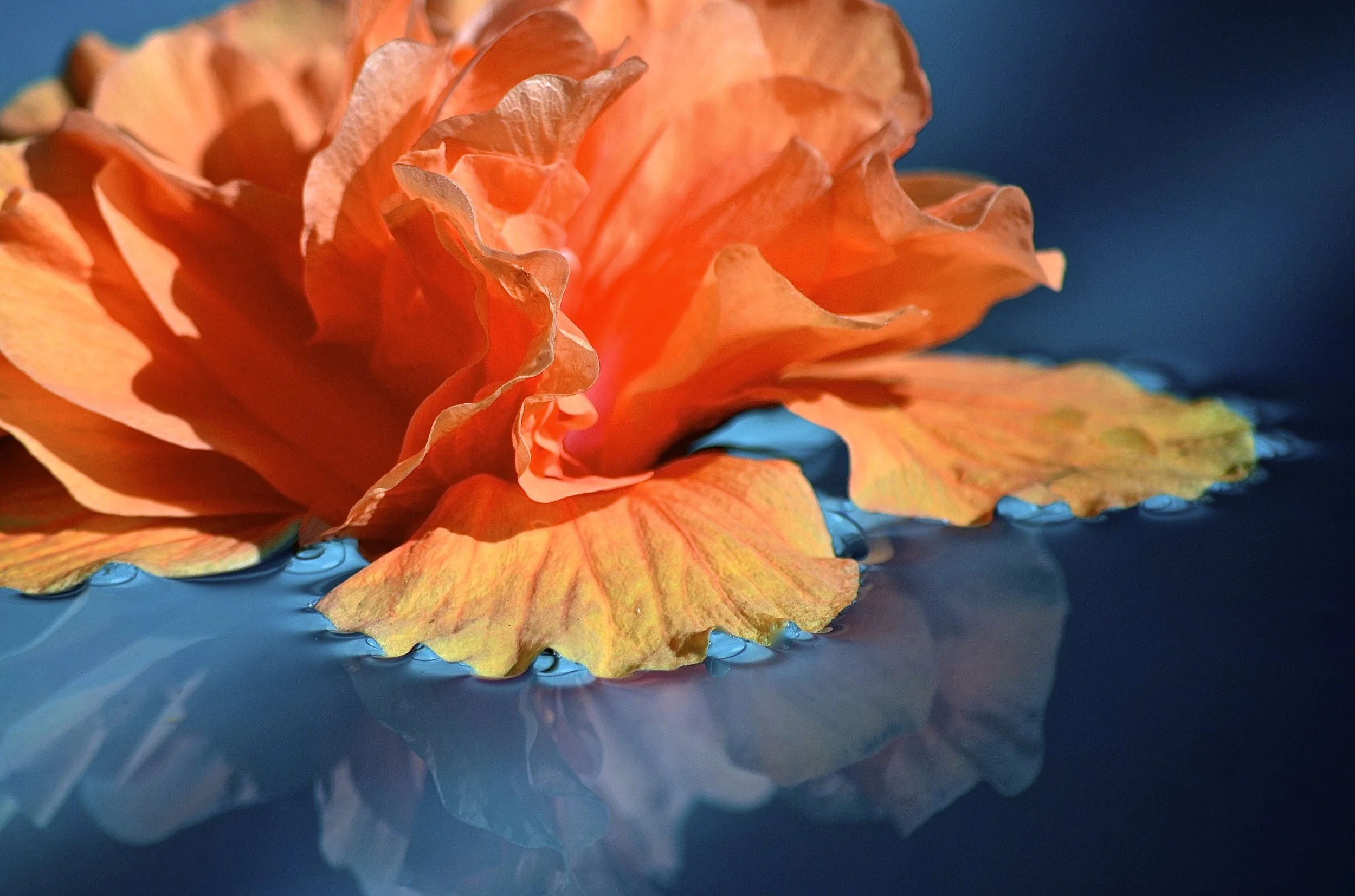 Hibiscus in the pool