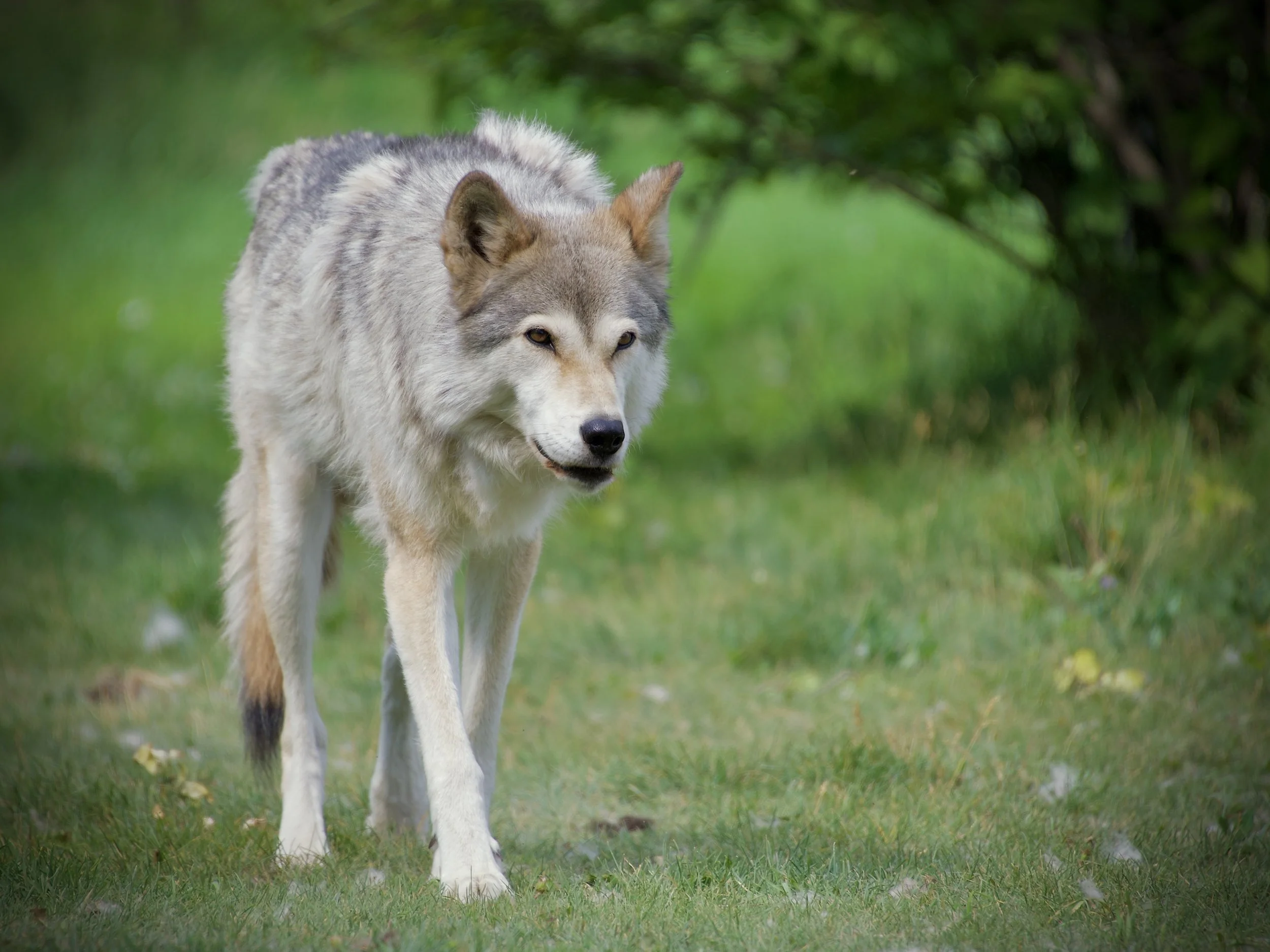 Rue, Yamnuska Wolfdog Sanctuary, Alberta