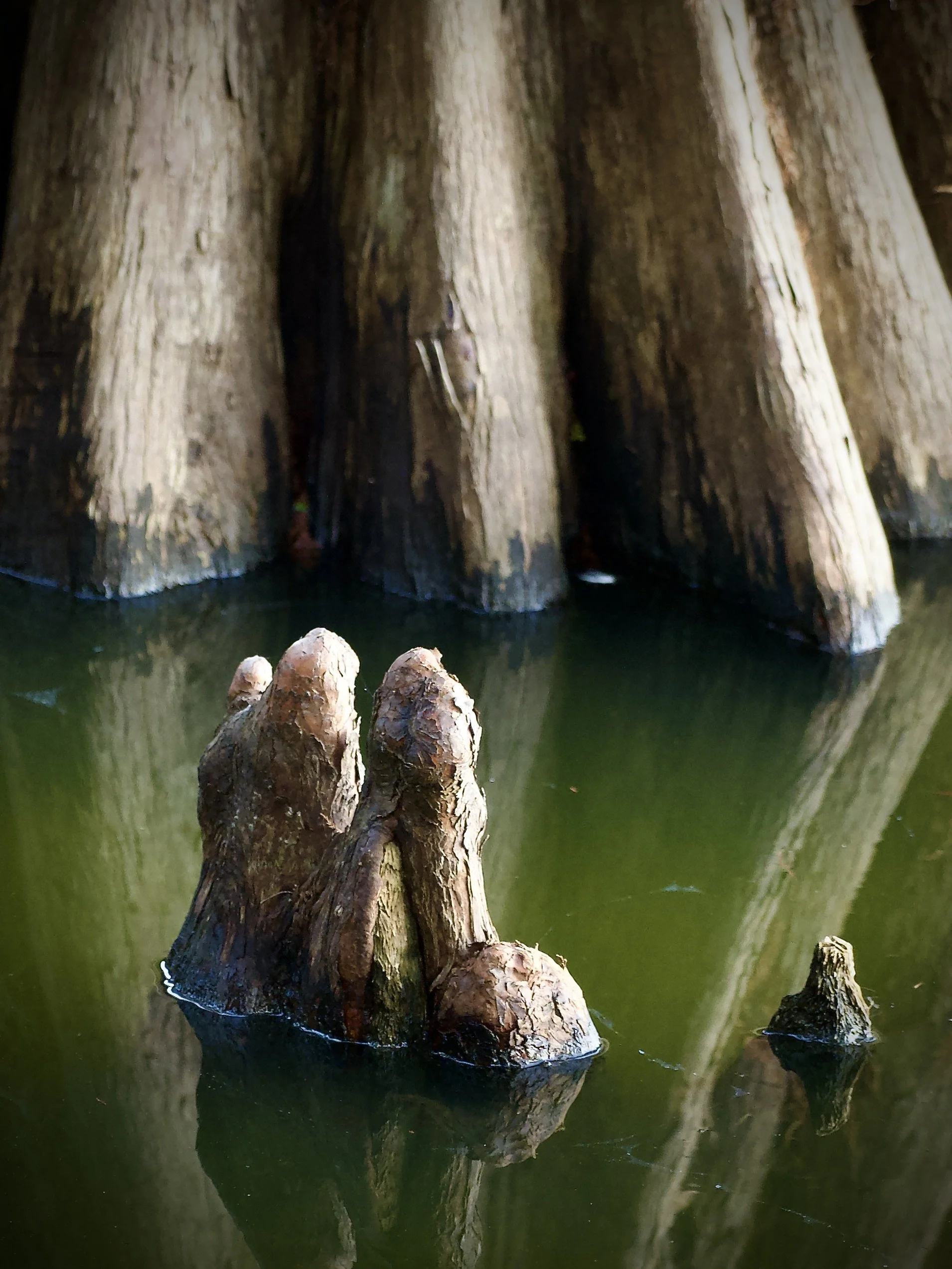 Cypress knees, Lakeland