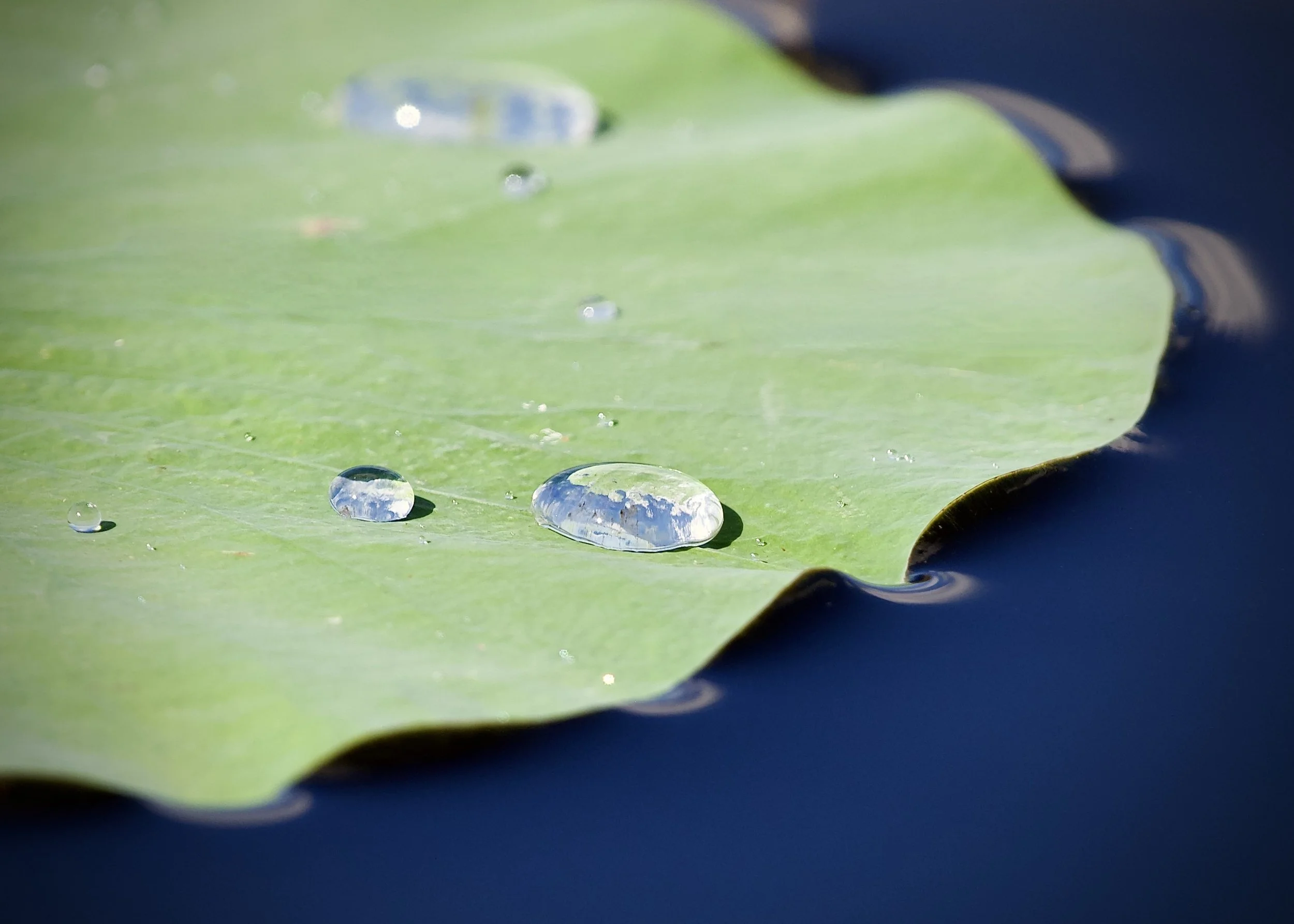 Surface tension, Lakeland