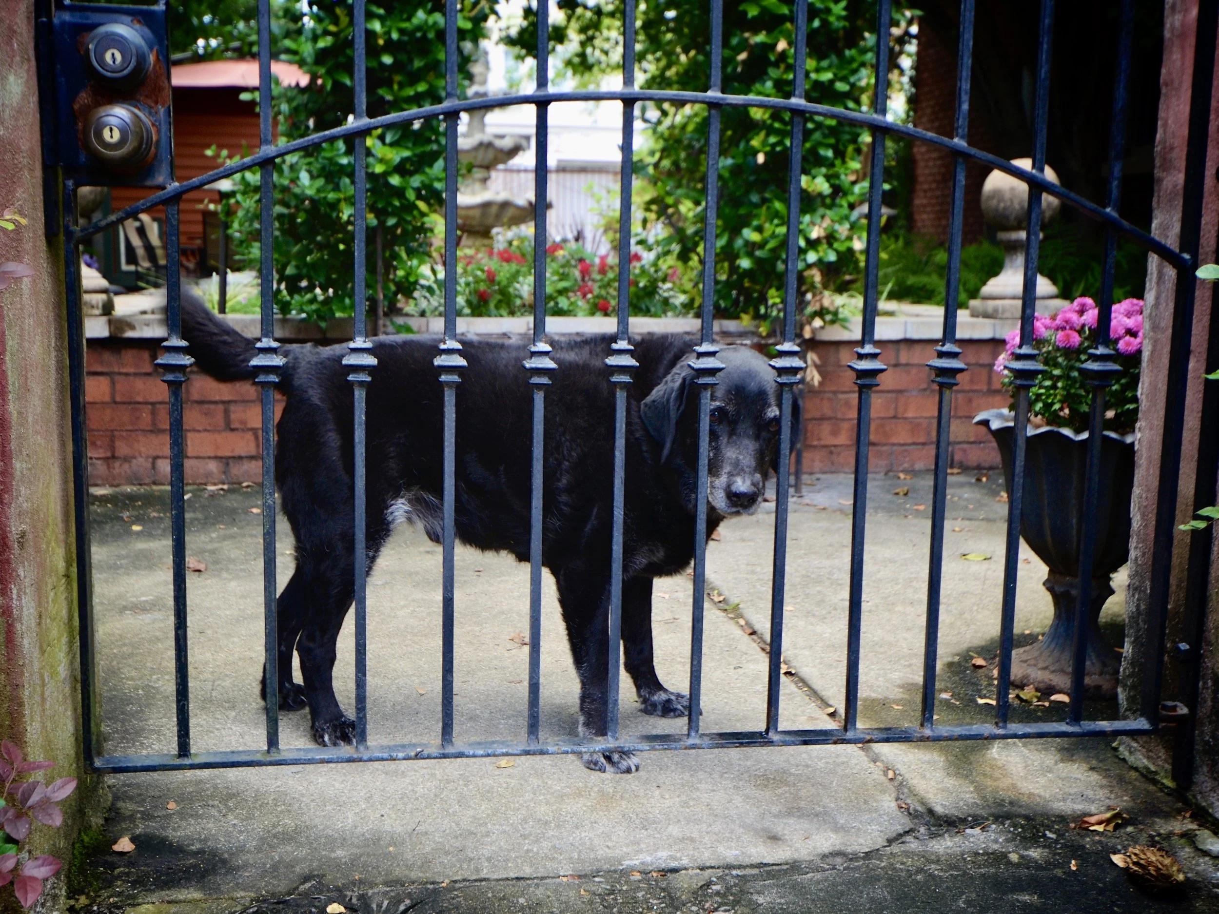 Senior yard guard, Savannah, GA