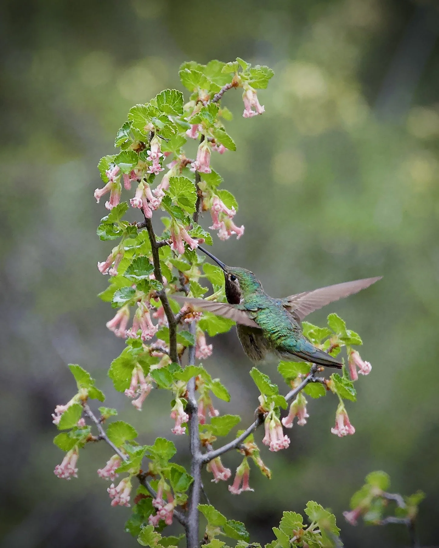 Broad-tailed hummingbird, Colorado