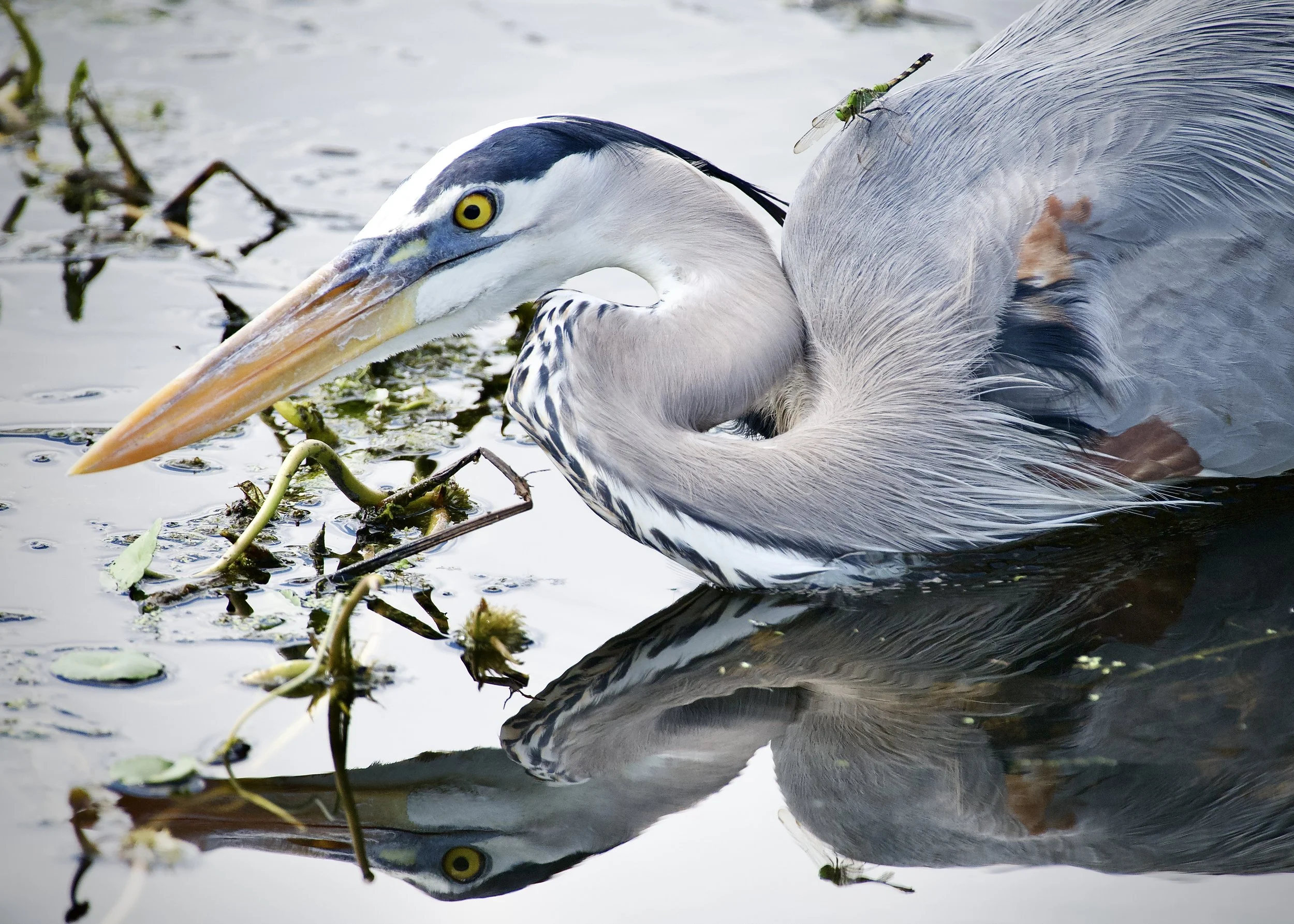 Great blue heron and a dragonfly, Lakeland