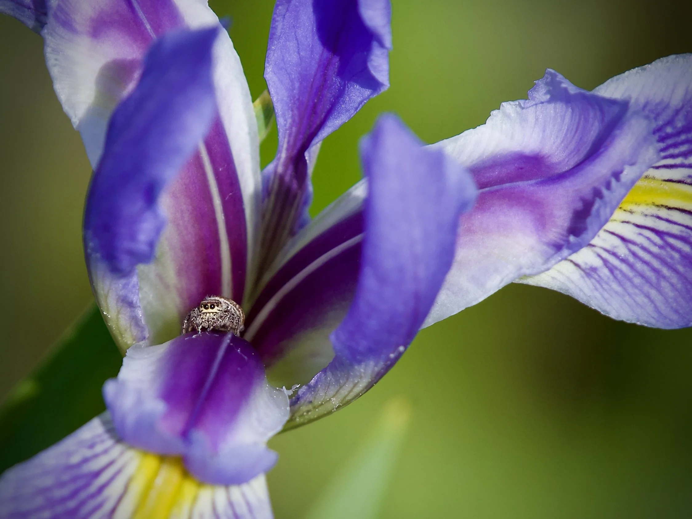 Jumping spider in an iris, Orlando Wetlands
