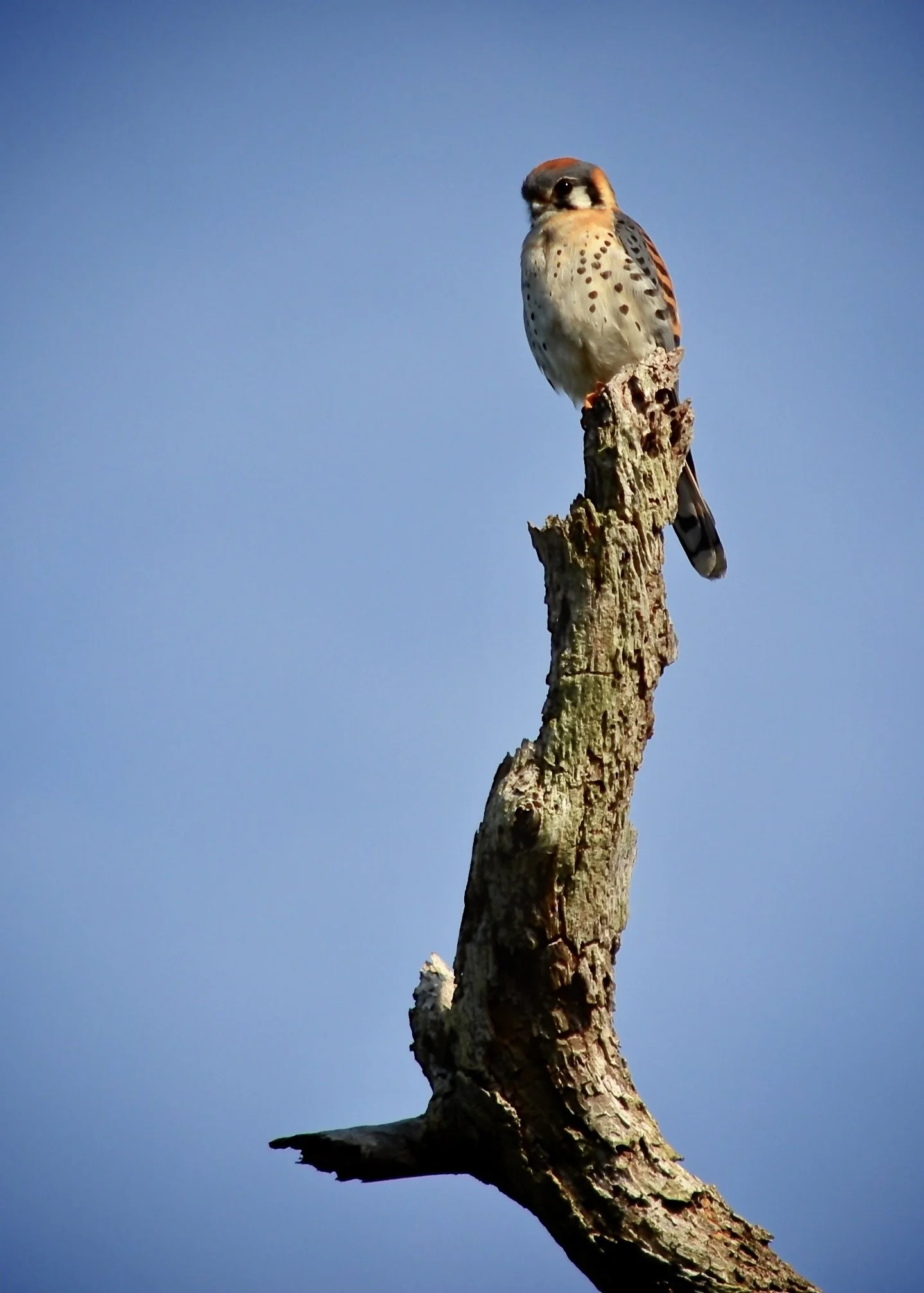 American kestrel male, Honeymoon Island