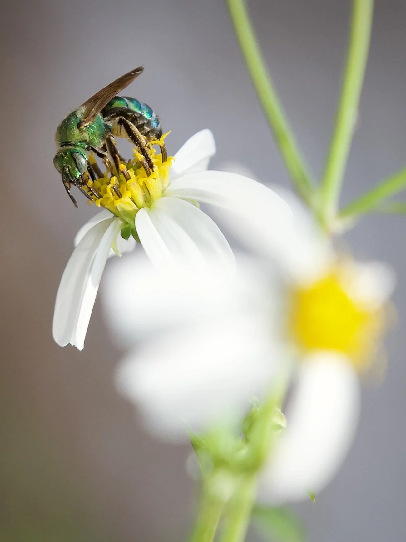 Sweat bee, Honeymoon Island