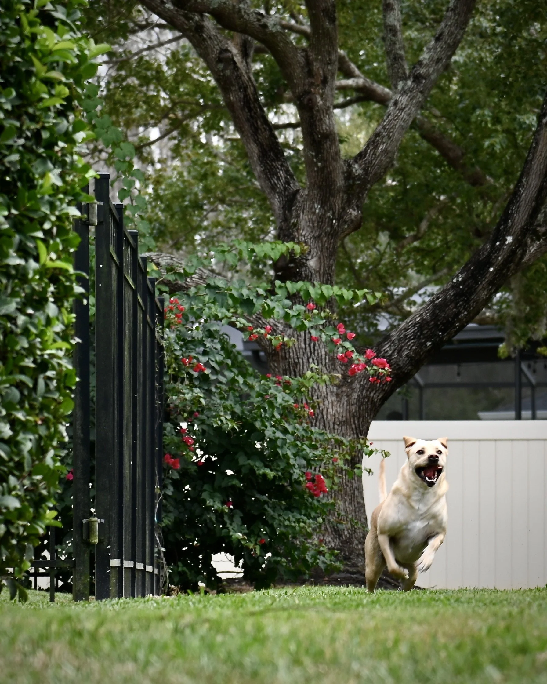Emerson romping