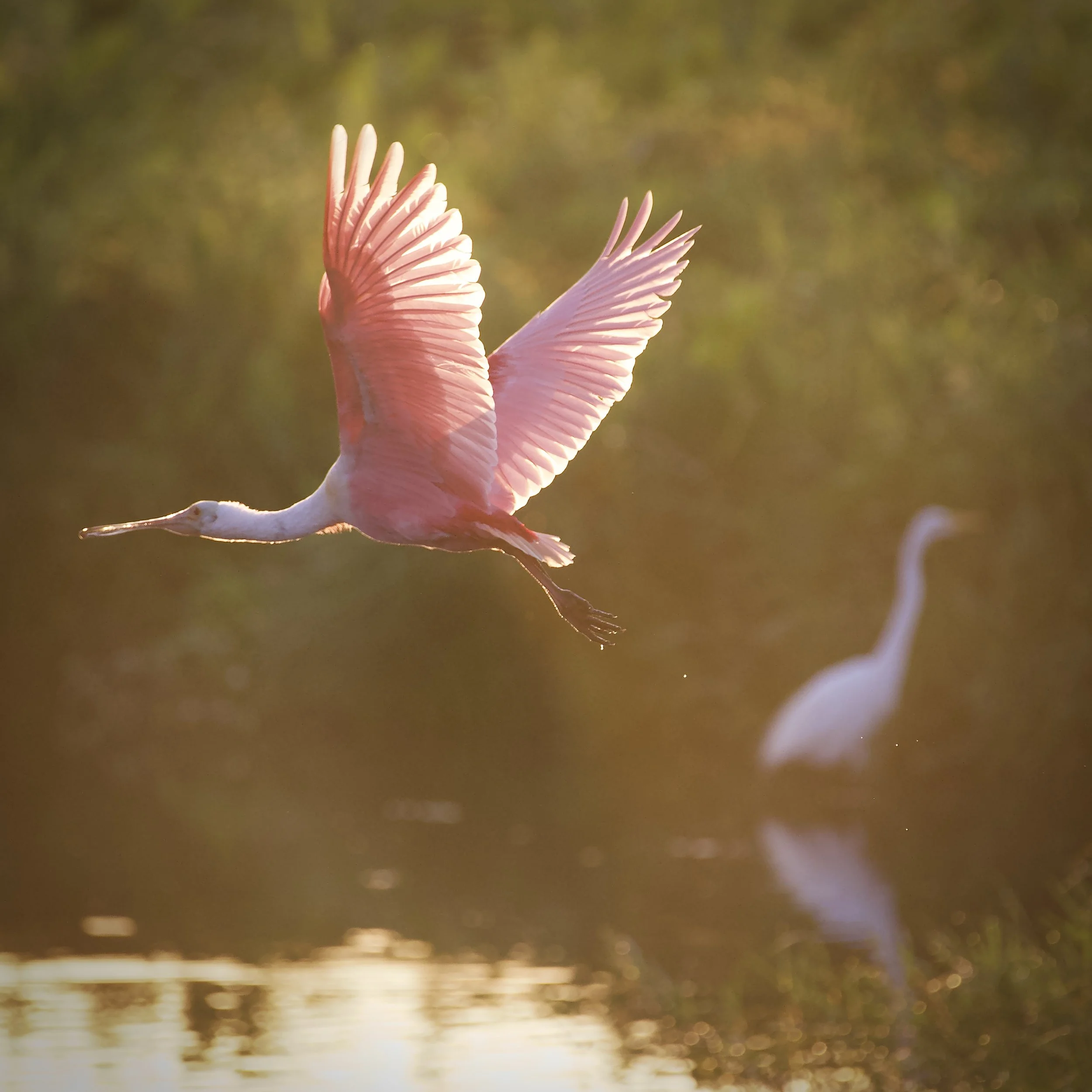 Sunrise spoonbill, Lakeland