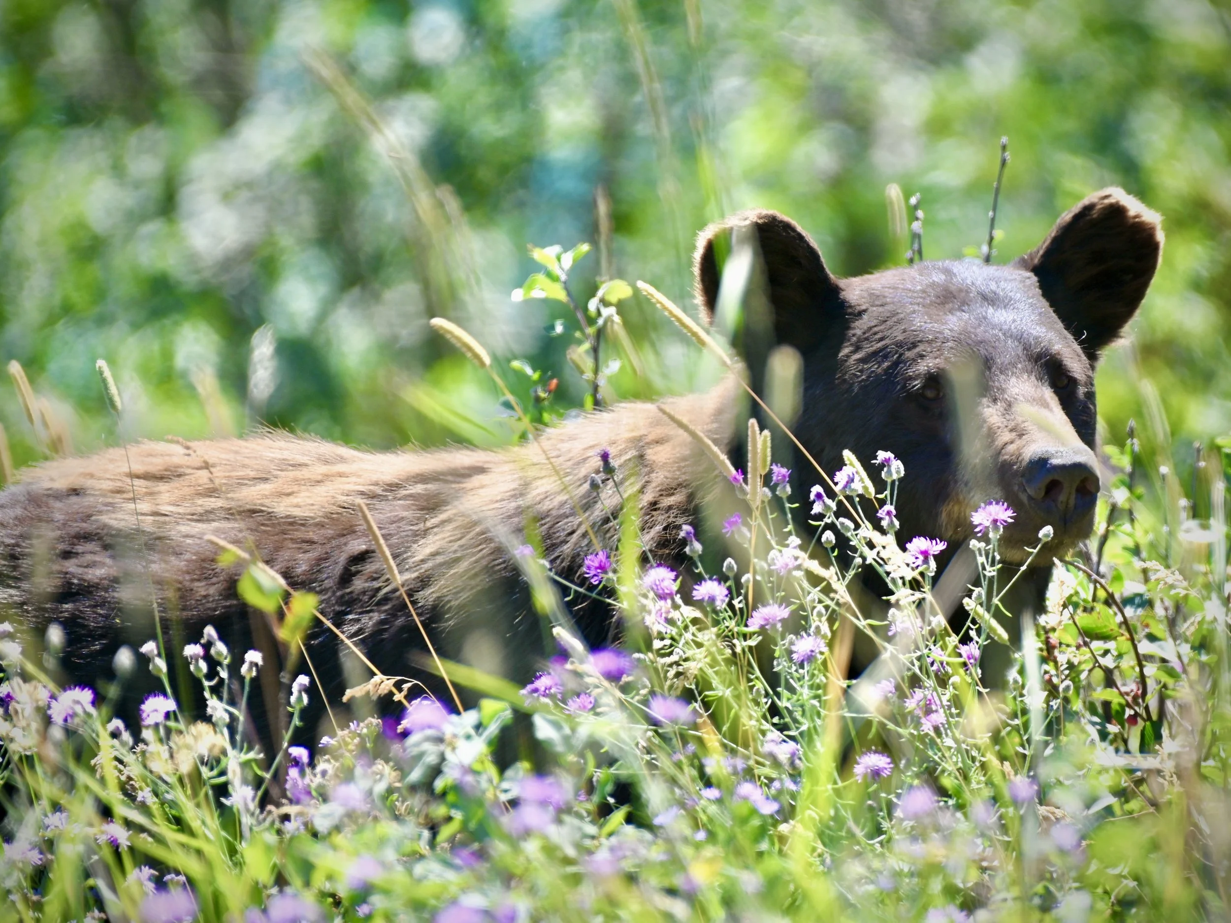 Black bear in Glacier