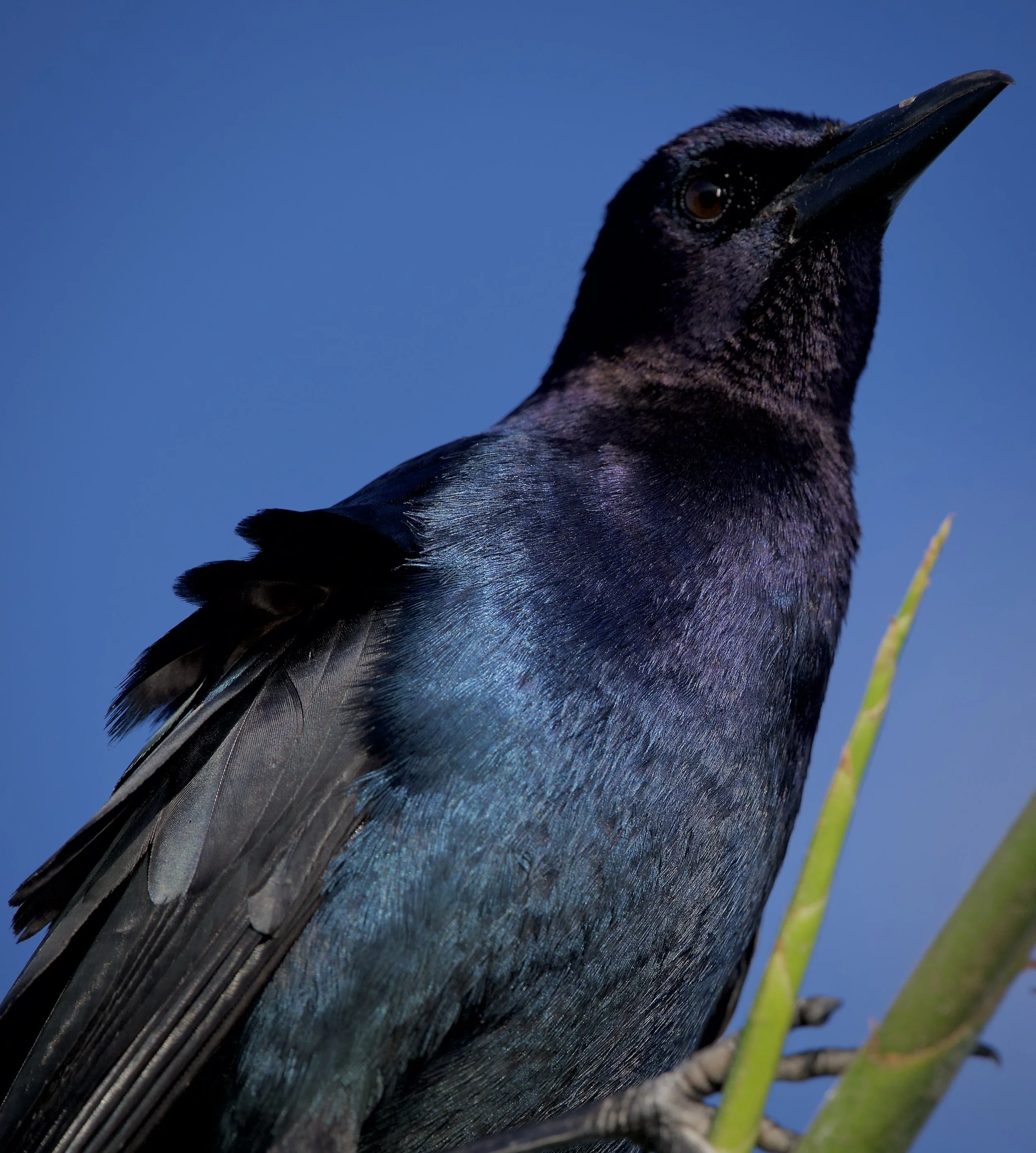Male boat-tailed grackle, Lakeland