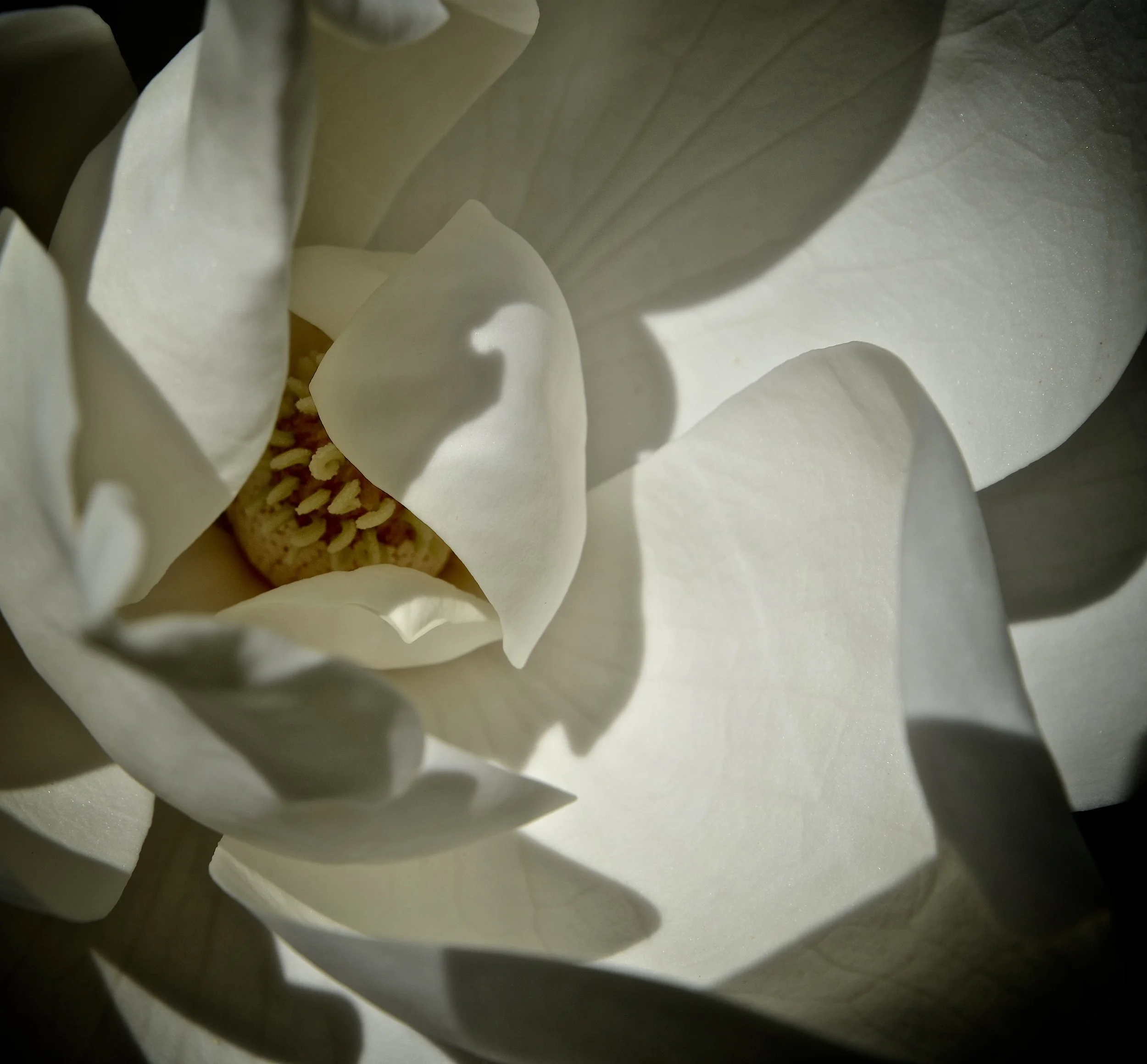 Magnolia from the front yard