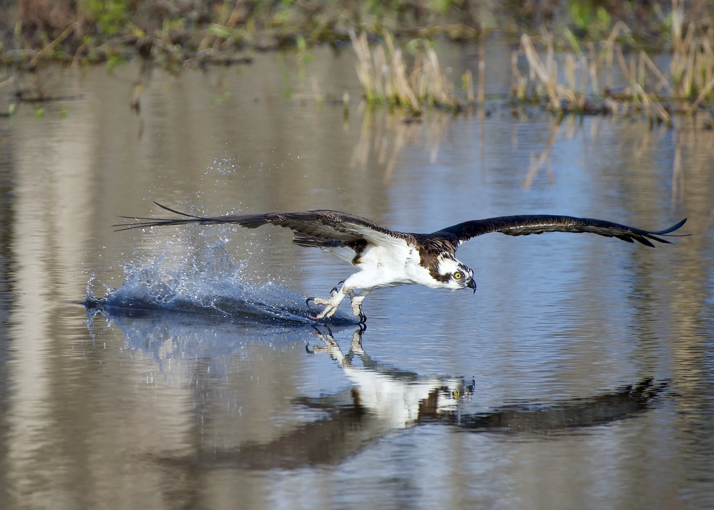 Osprey manicure, Lakeland