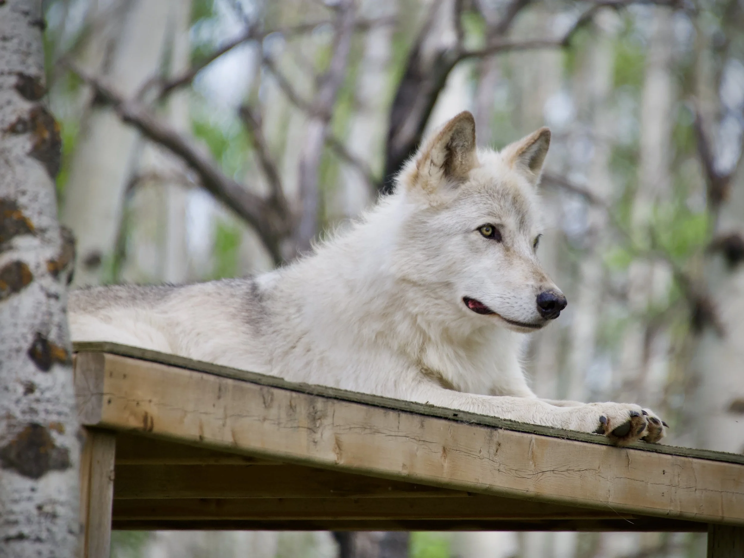 Yamnuska Wolfdog Sanctuary, Alberta