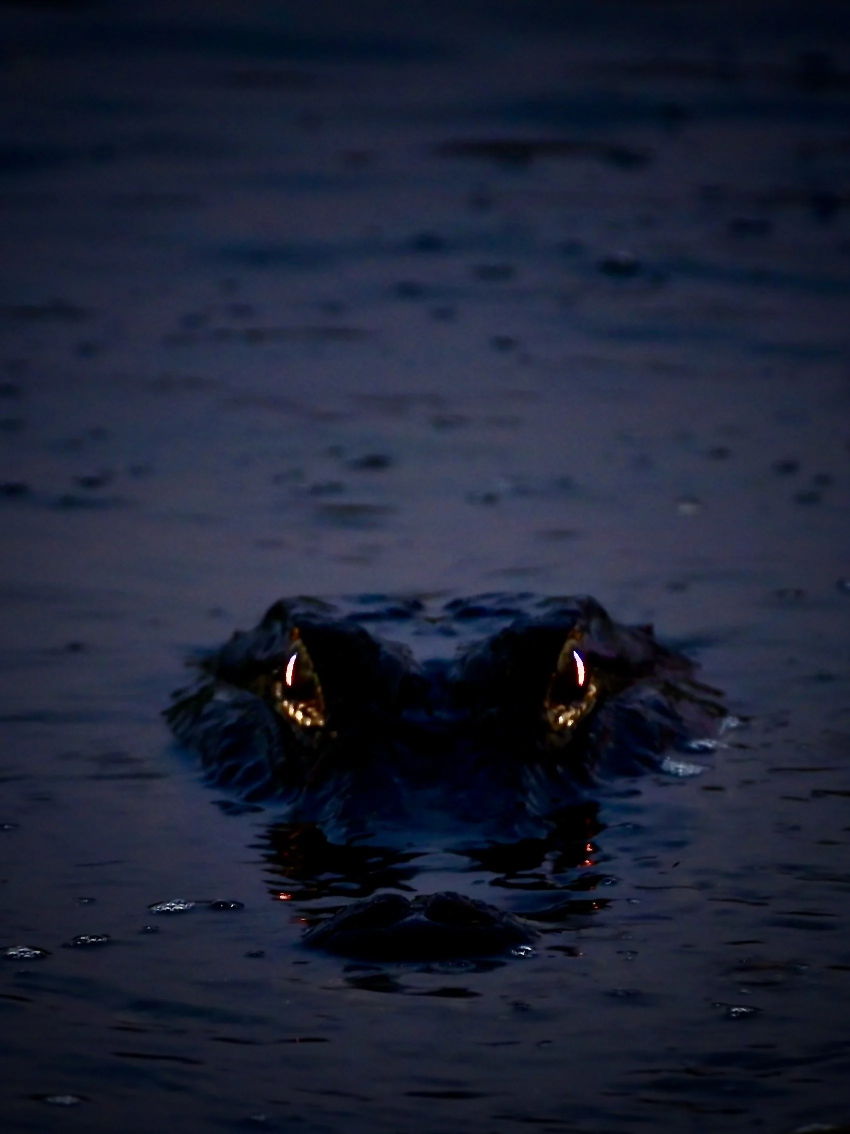 Lake Apopka after dark