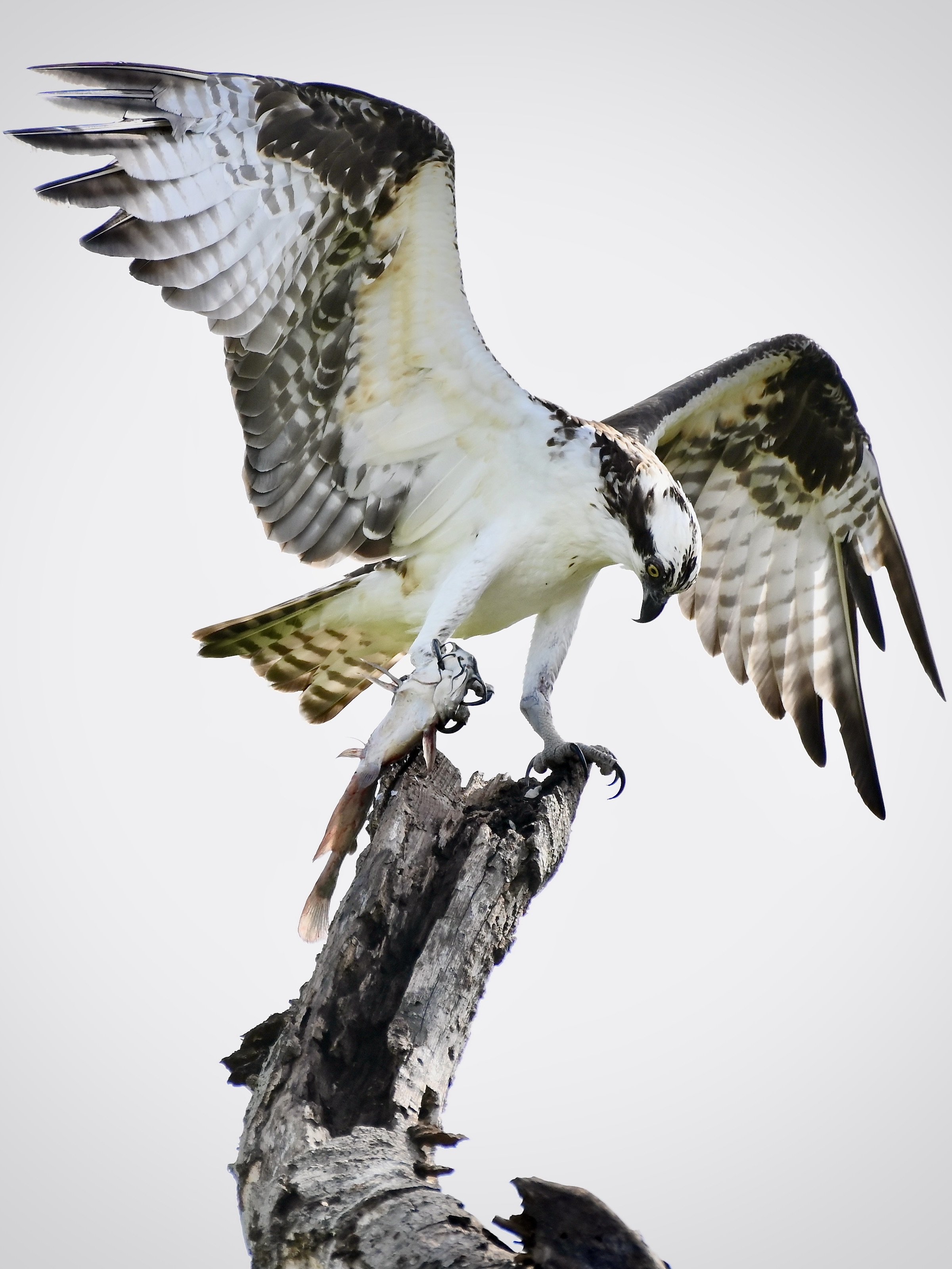 Osprey with a catch, Lakeland