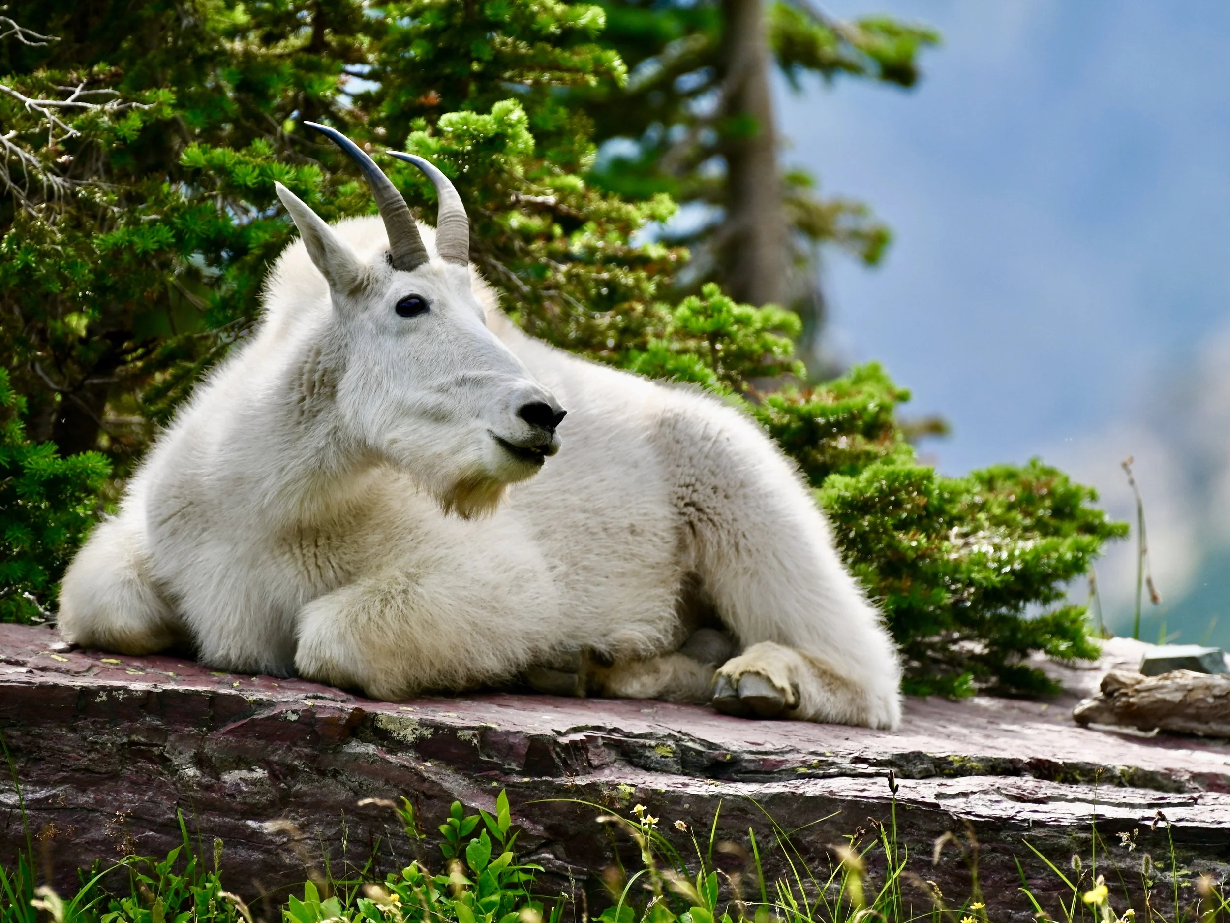 Mountain goat in Glacier National Park