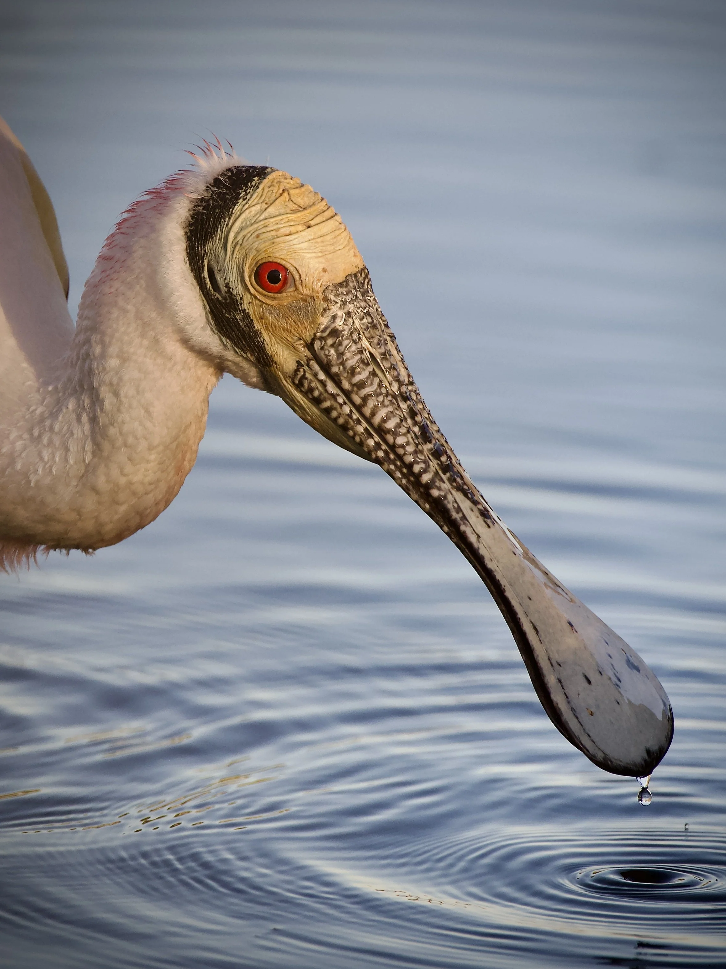 Roseate spoonbill, Orlando Wetlands