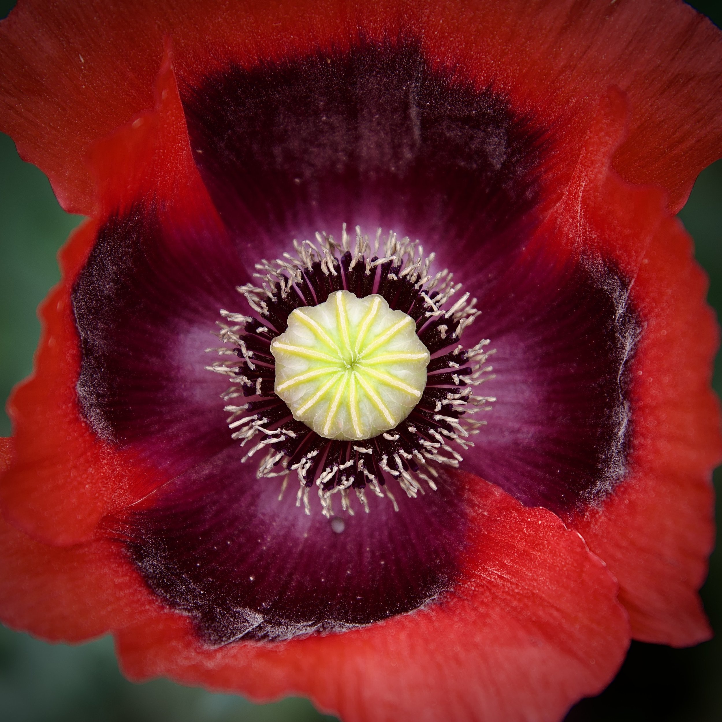 Poppy, San Antonio