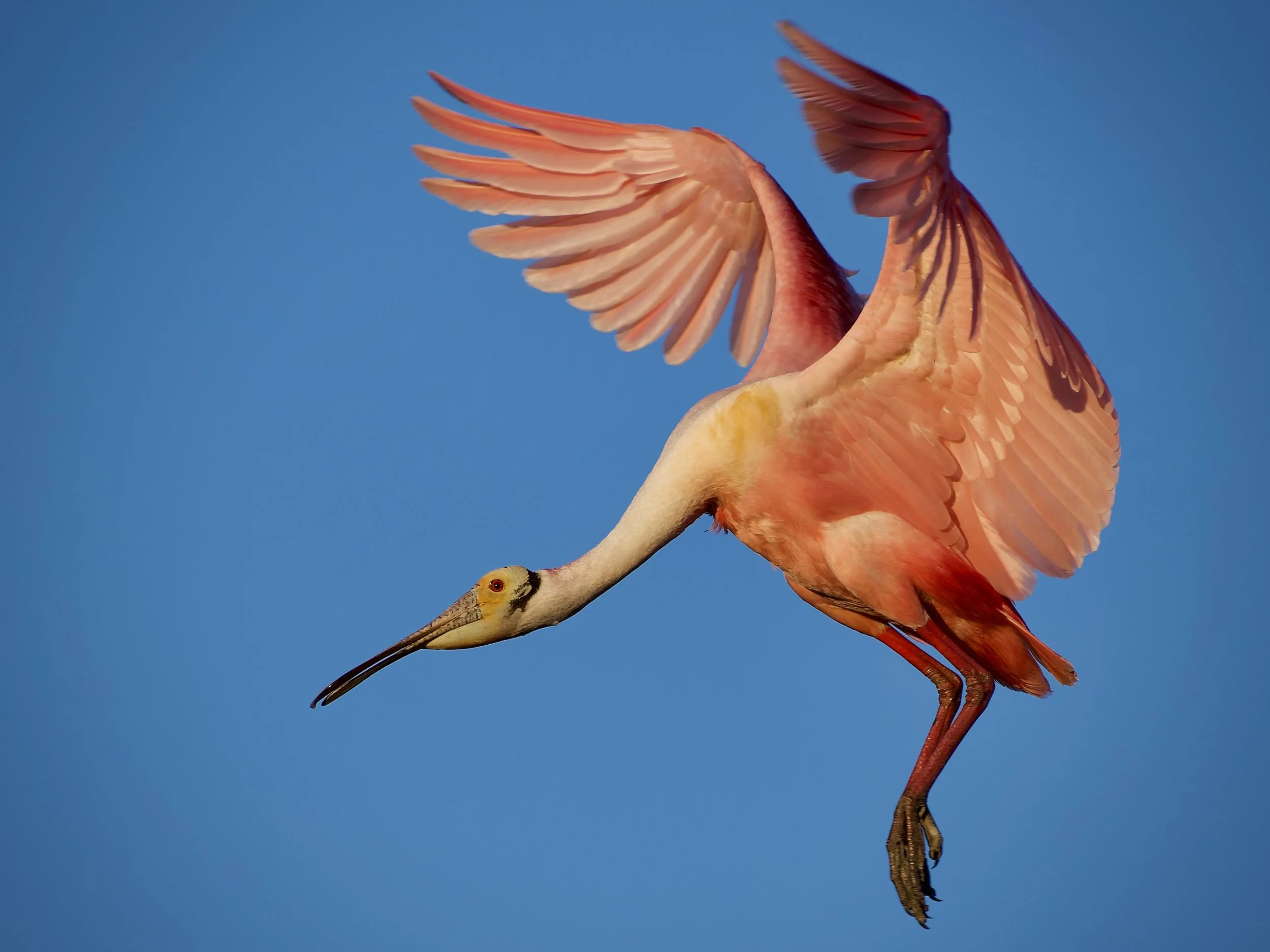 Roseate spoonbill, Orlando Wetlands