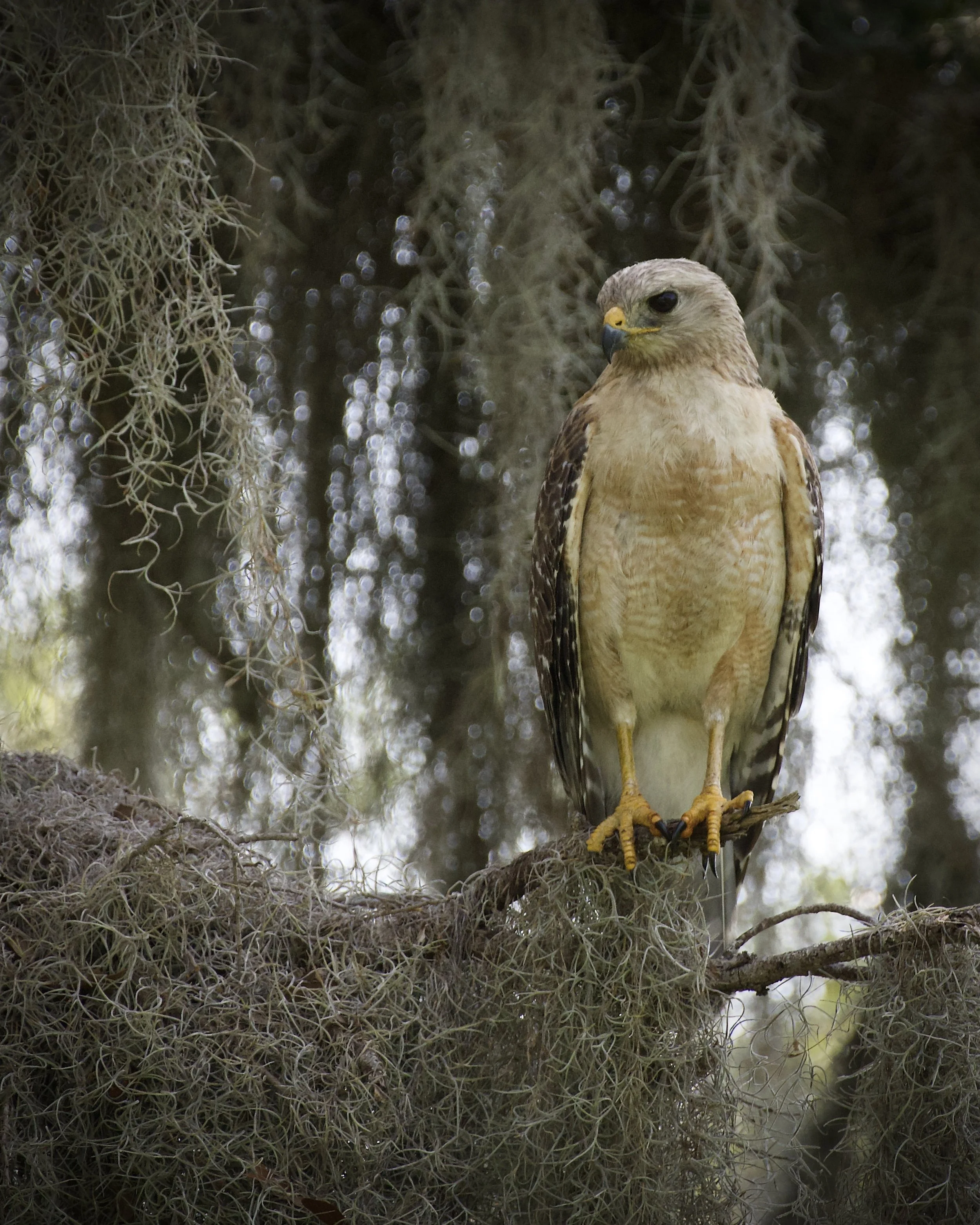 Red-shouldered hawk, Lakeland