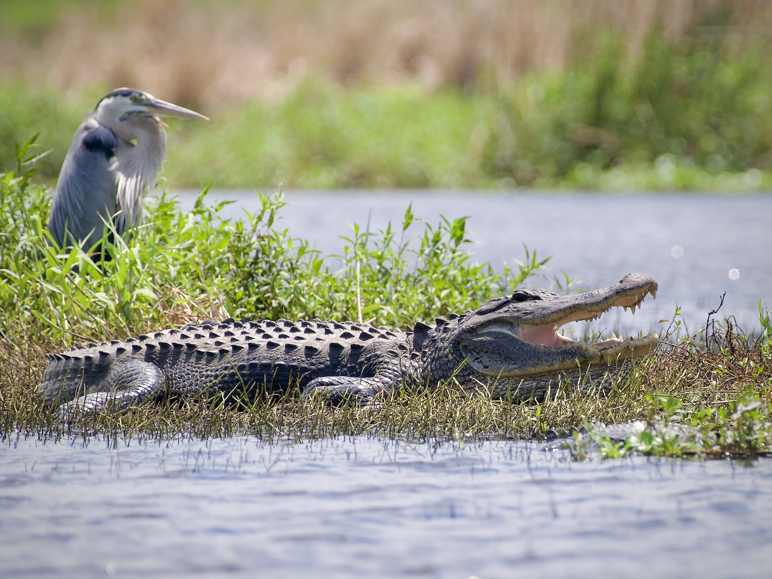 Gator and great blue heron, Myakka