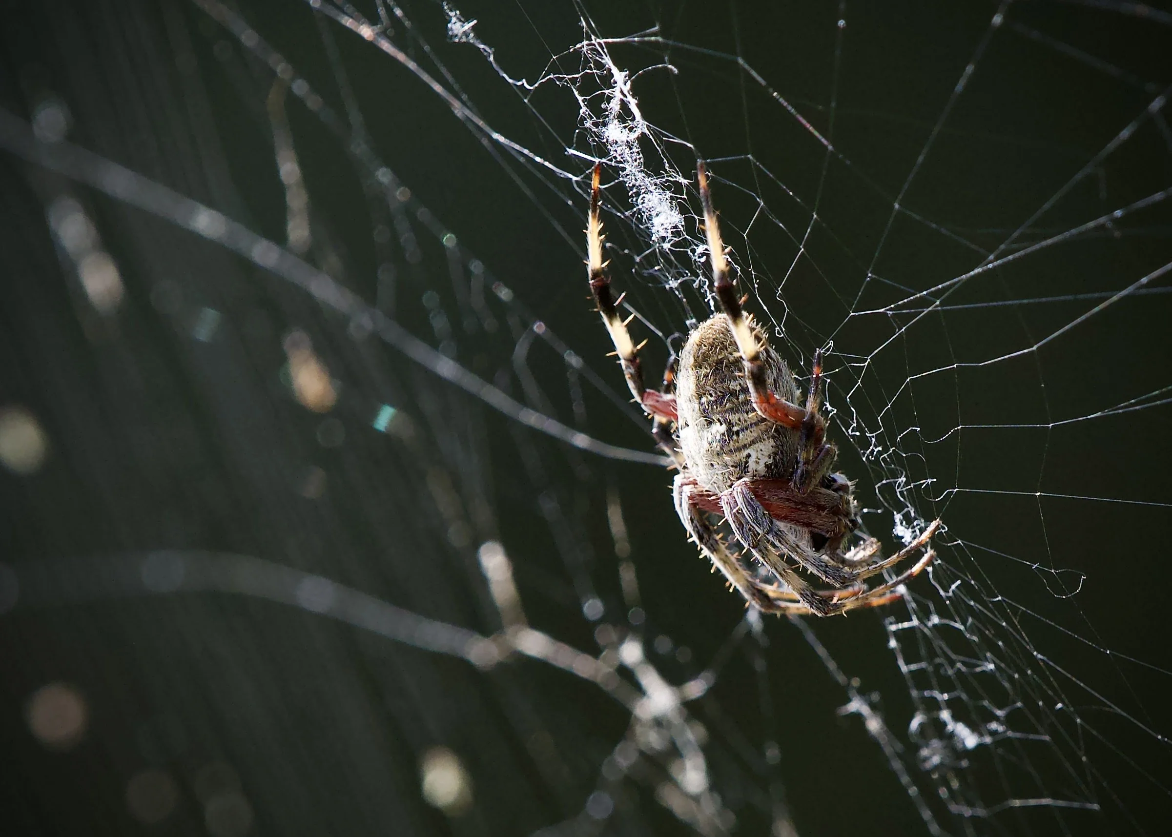 Spotted orbweaver, Lakeland