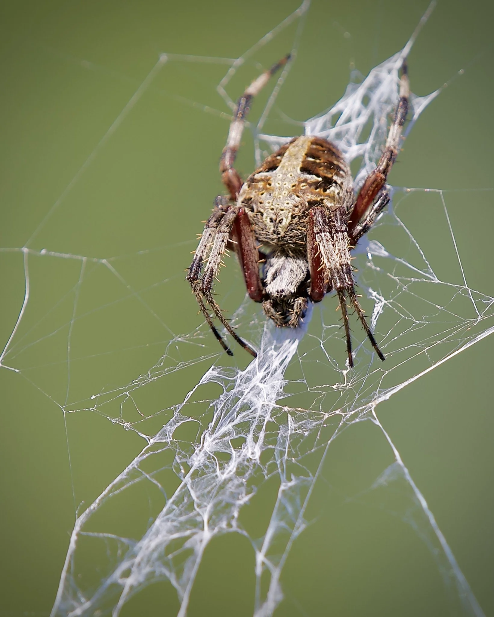 Spotted orbweaver, Lakeland