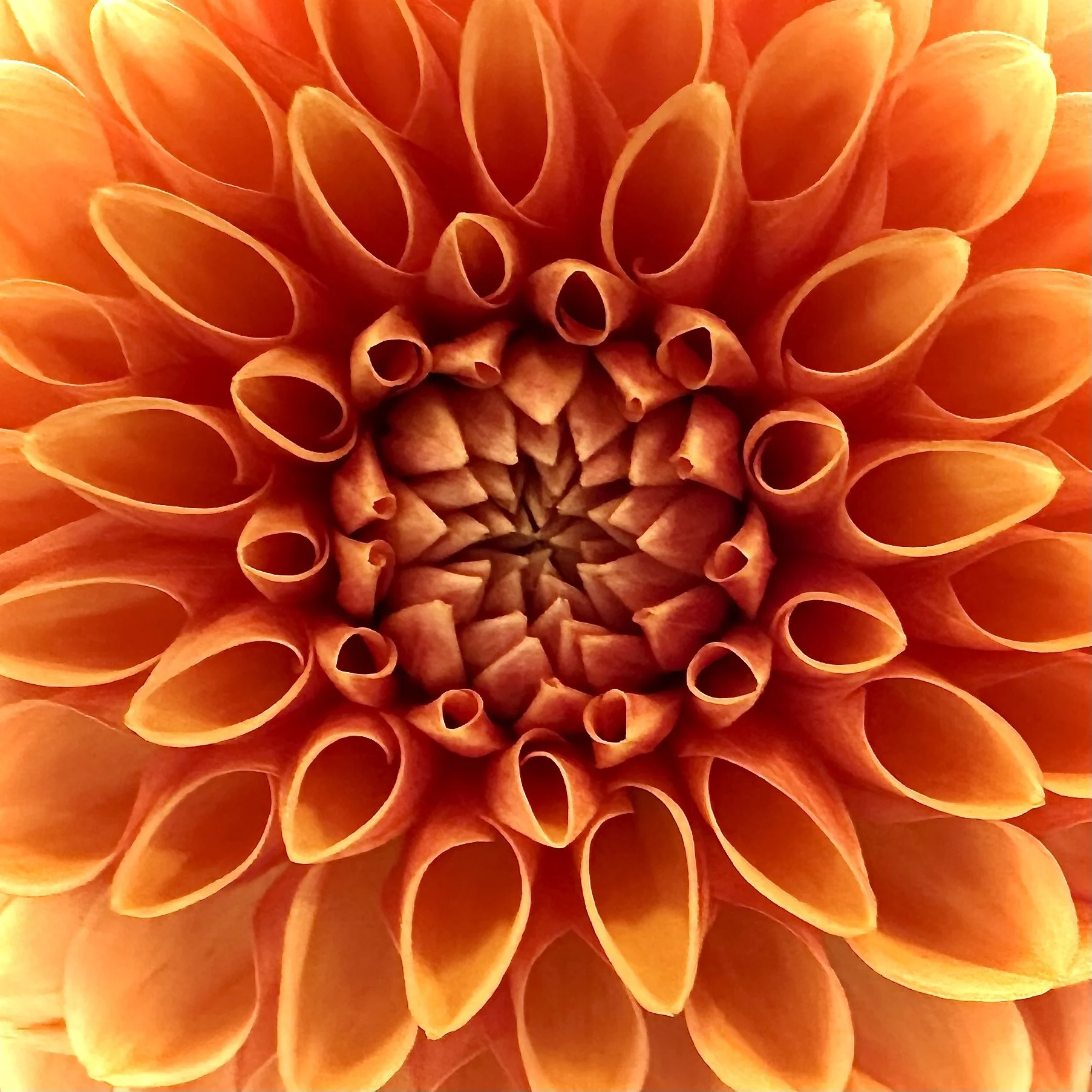 Dahlia, Seattle