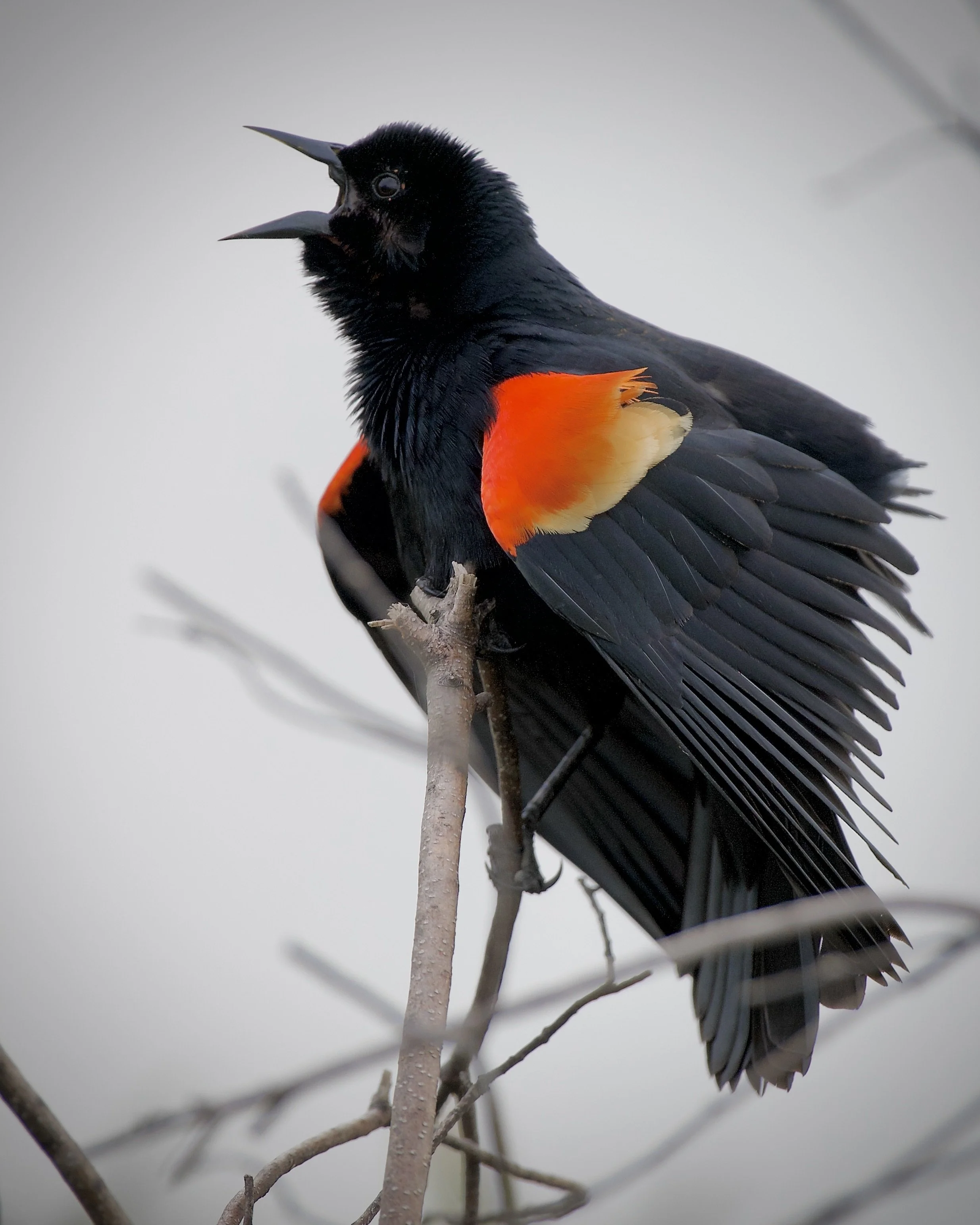 Male red-winged blackbird, Lakeland