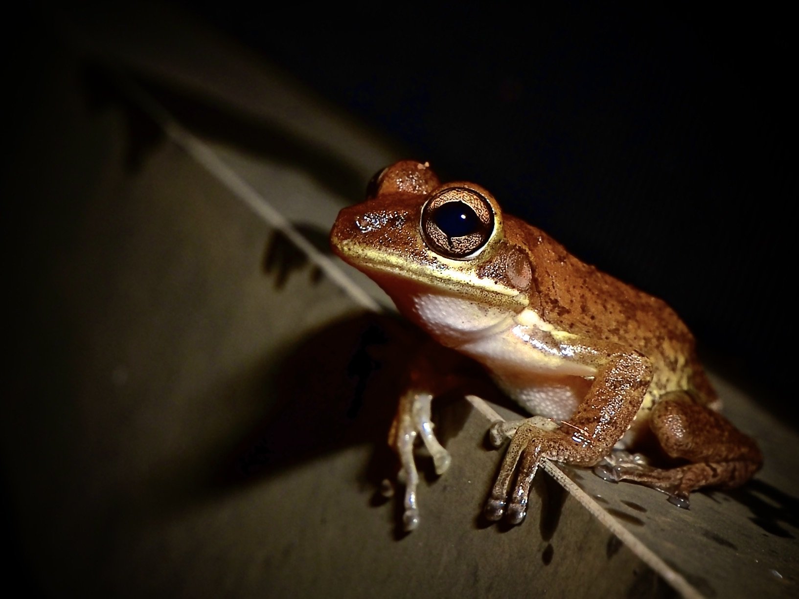 Invasive Cuban tree frog in our backyard 