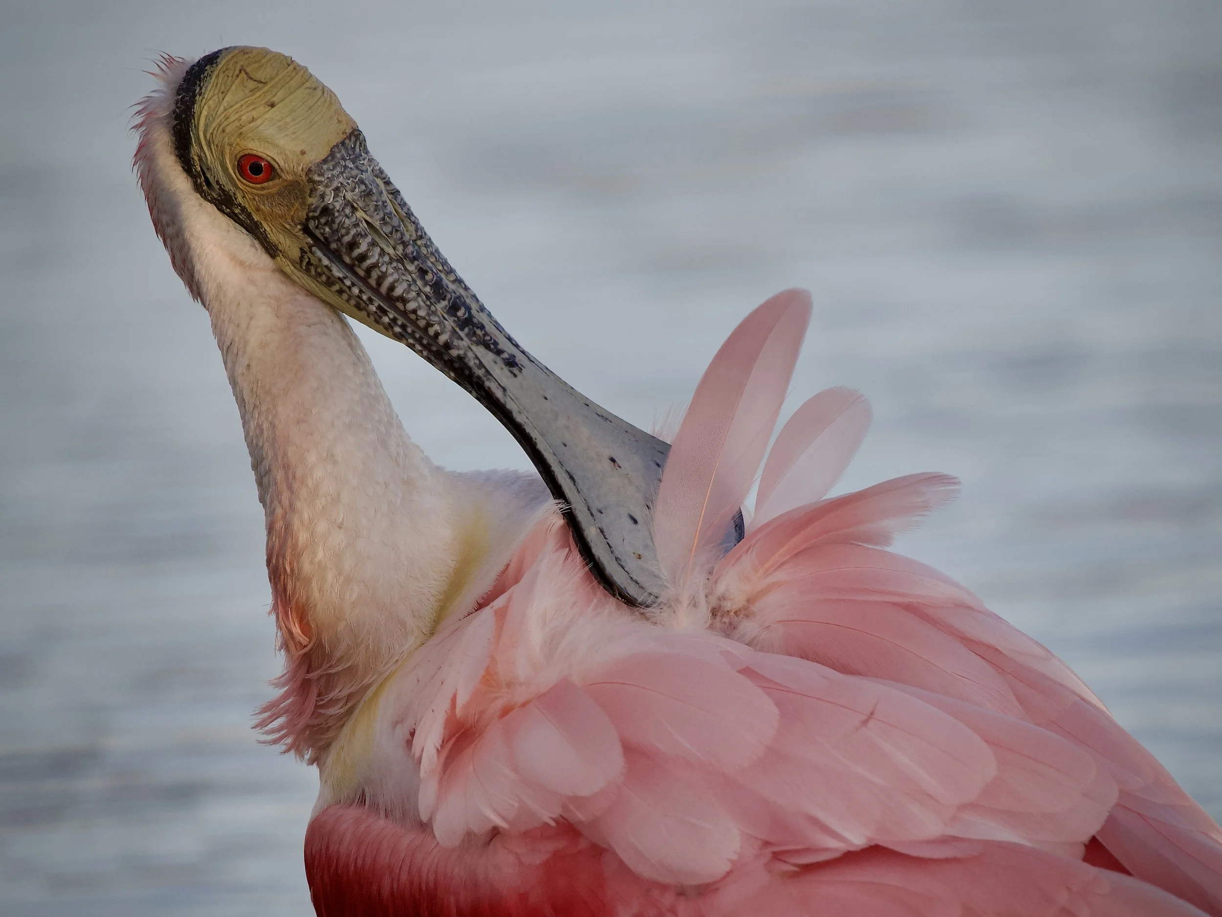 Roseate spoonbill getting fancy, Orlando Wetlands