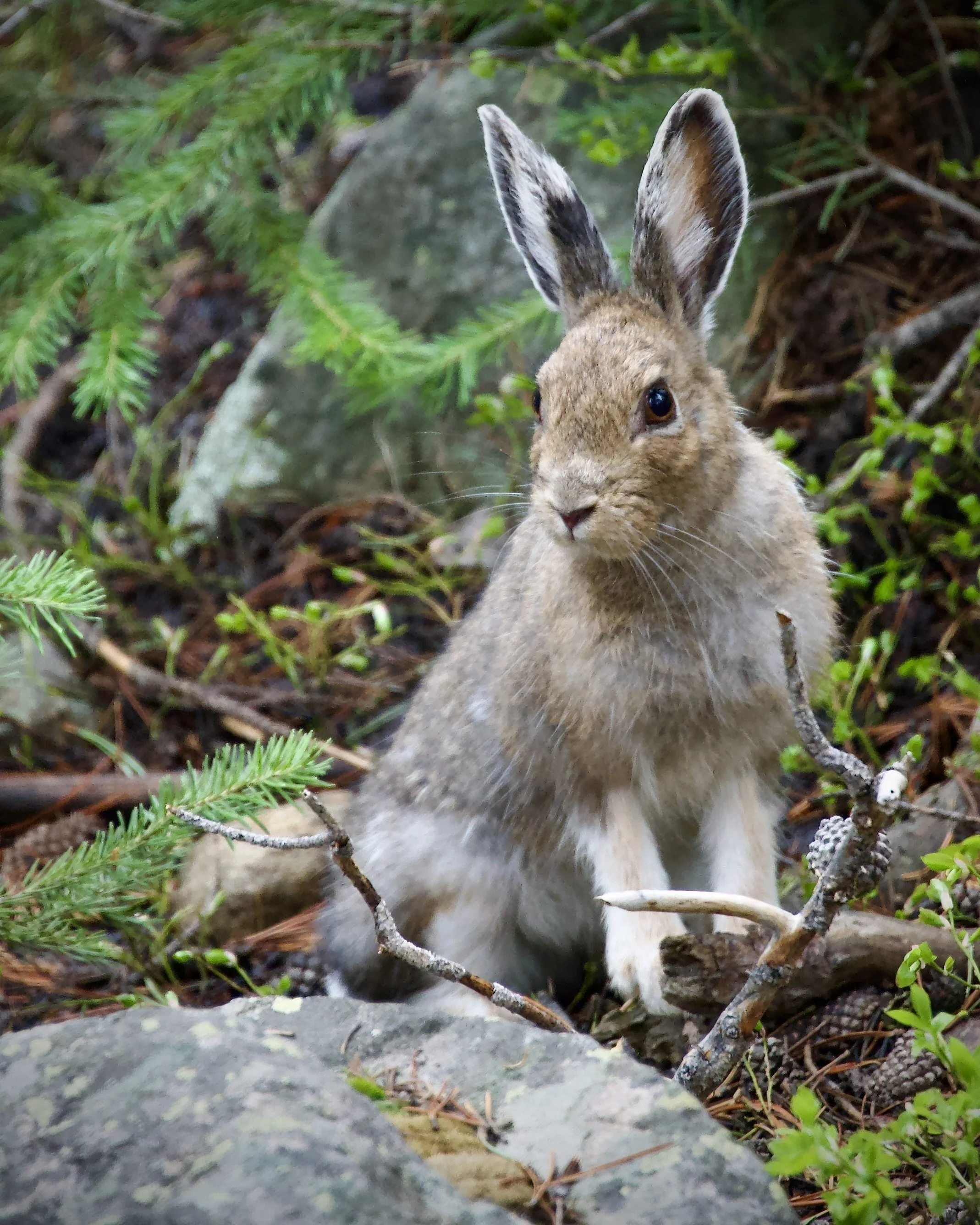 Snowshoe hare in Rocky Mountain National Park