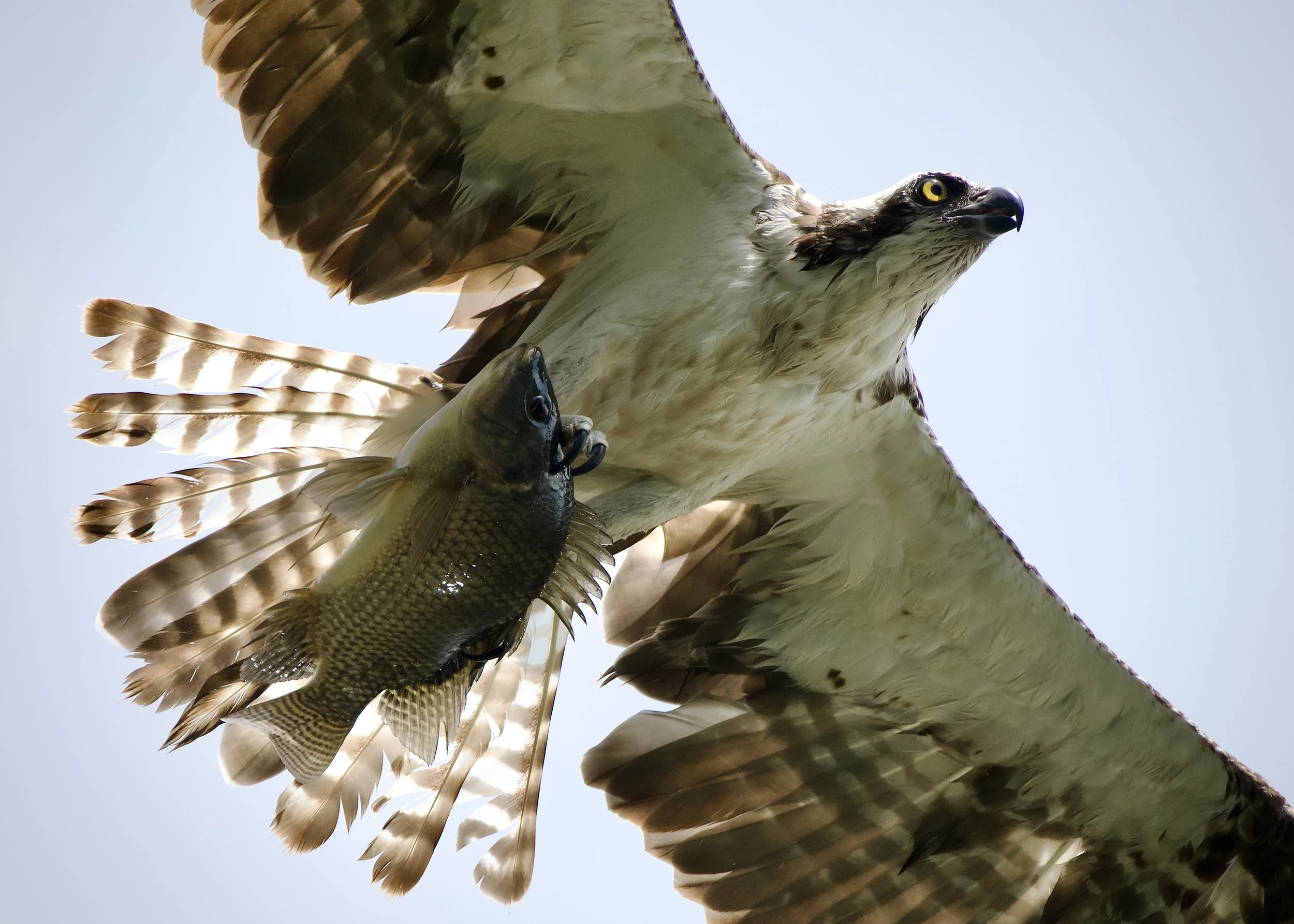 Osprey with fish, Lakeland
