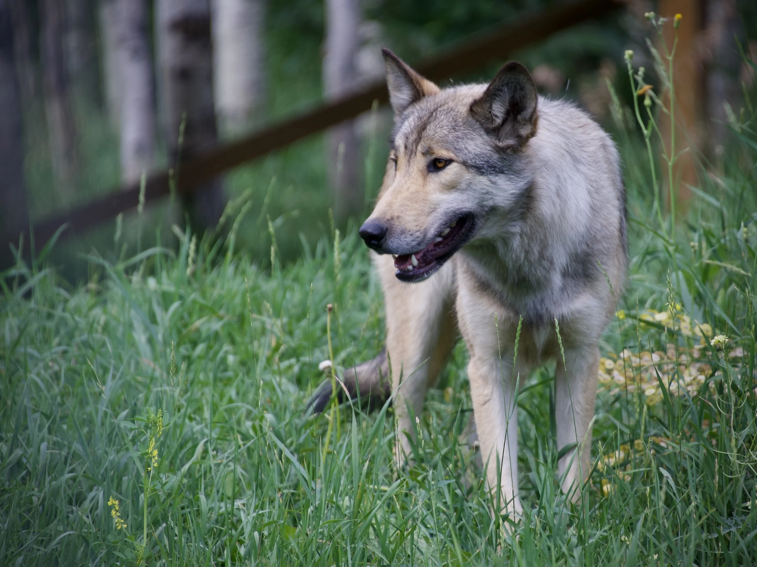 Yamnuska Wolfdog Sanctuary, Alberta