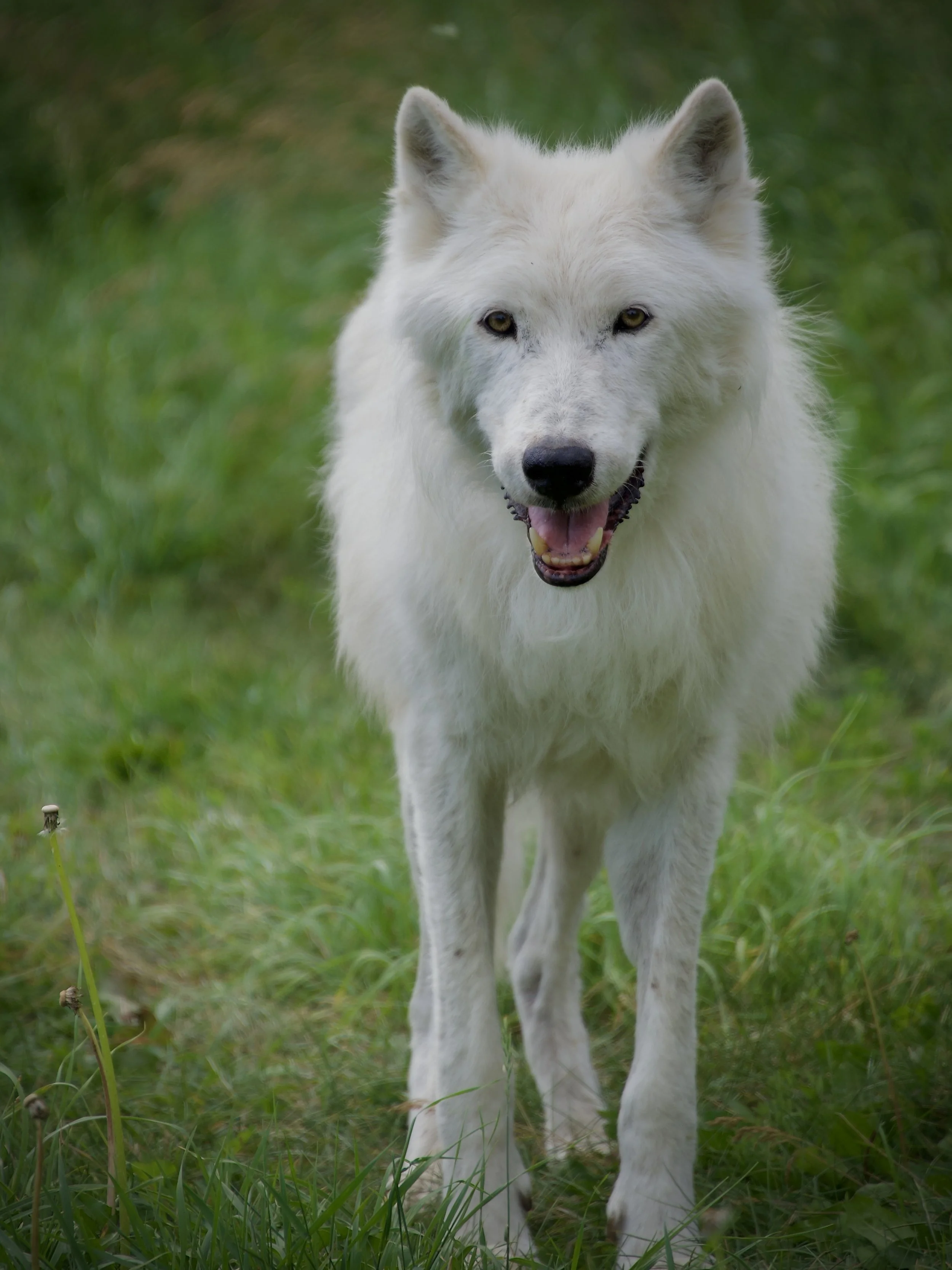Nova, Yamnuska Wolfdog Sanctuary, Alberta