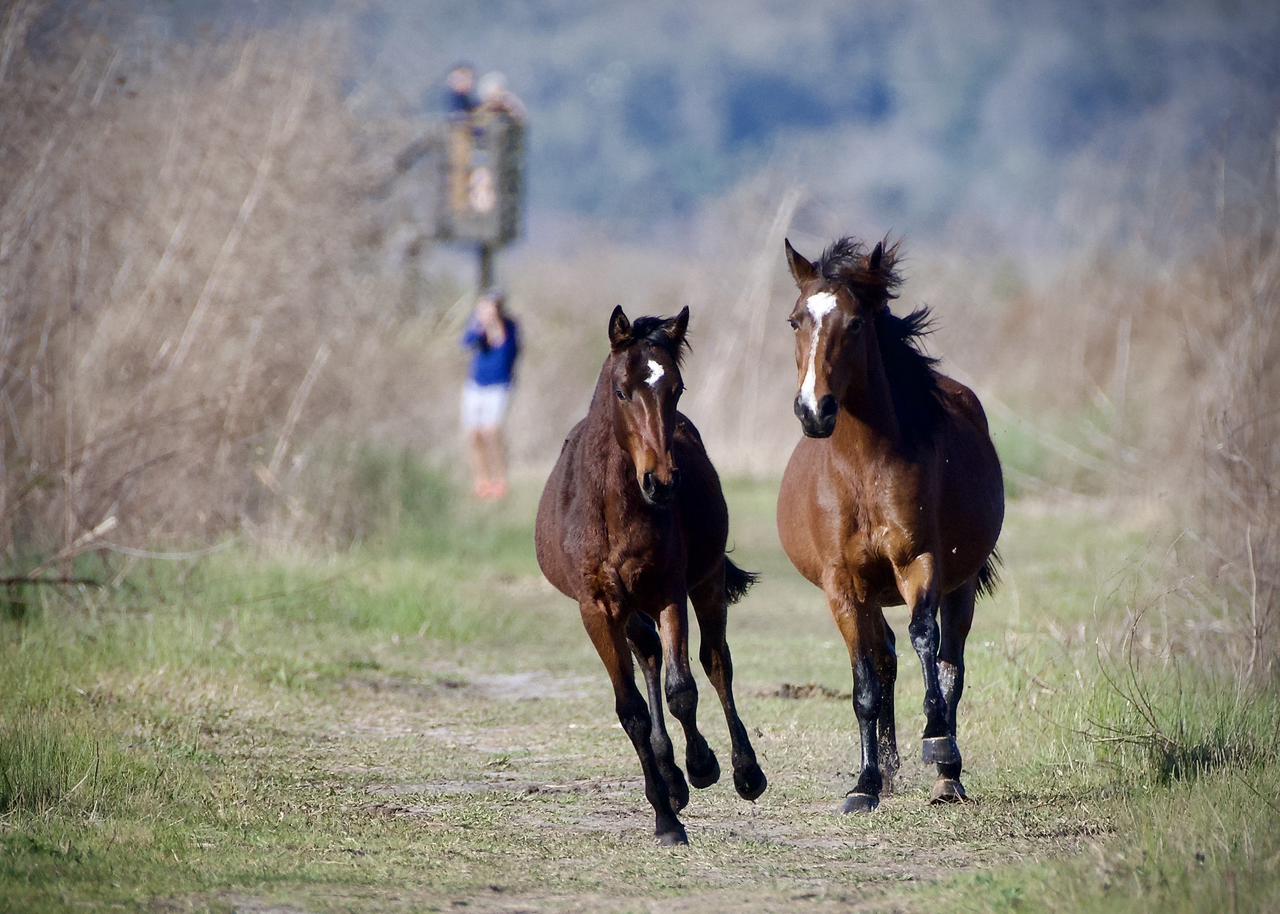 Wild horses at Payne's Prairie