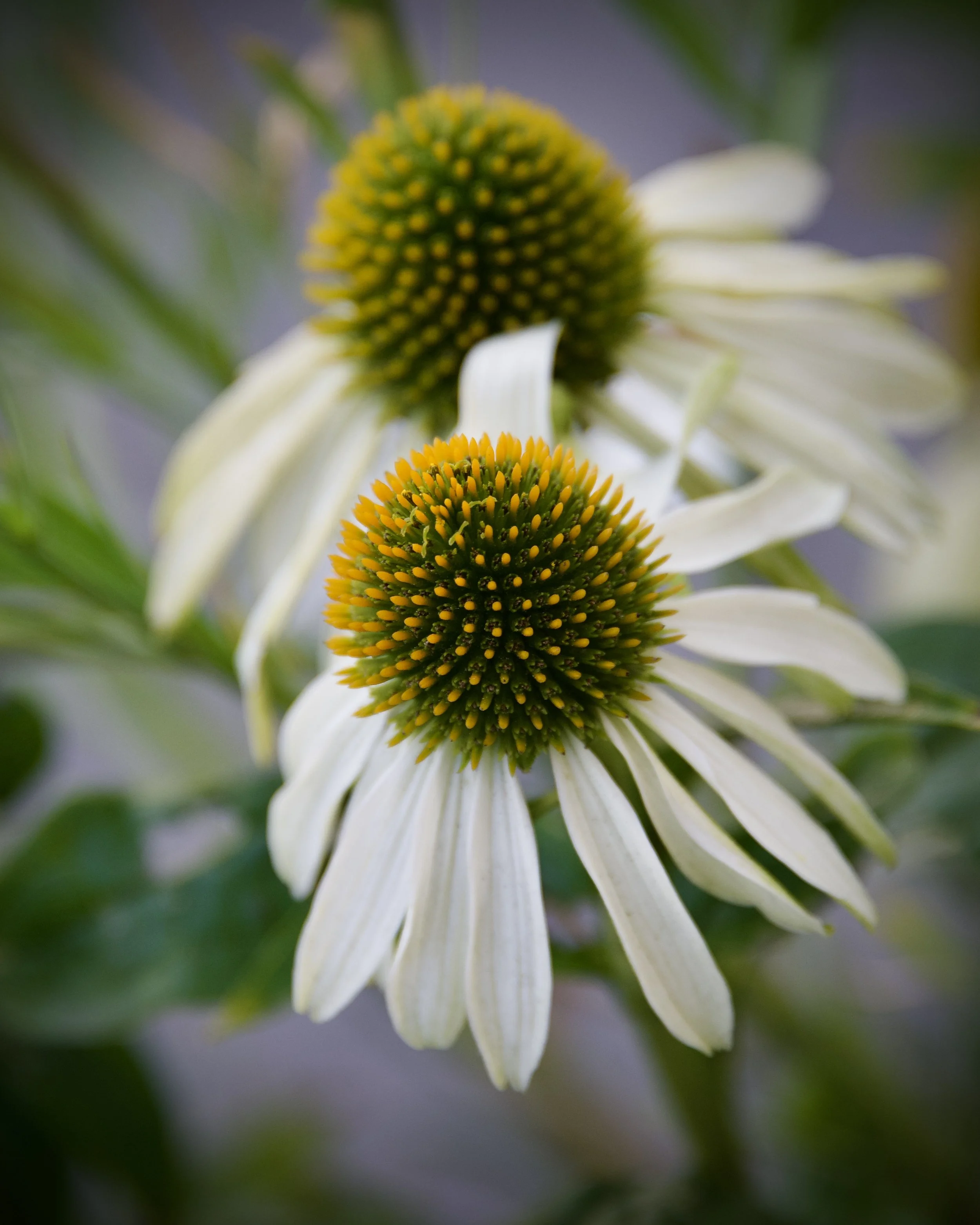 Echinacea, British Columbia