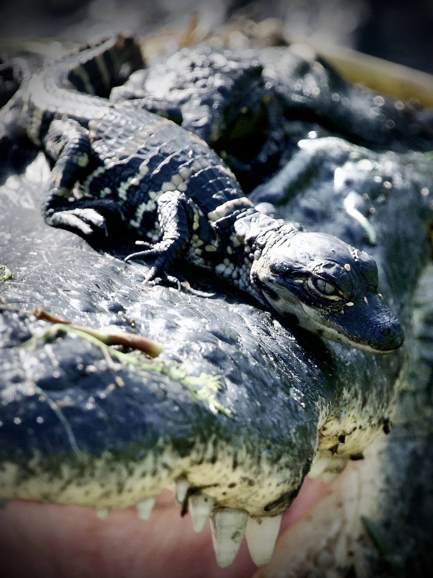 Mama and baby, Lakeland