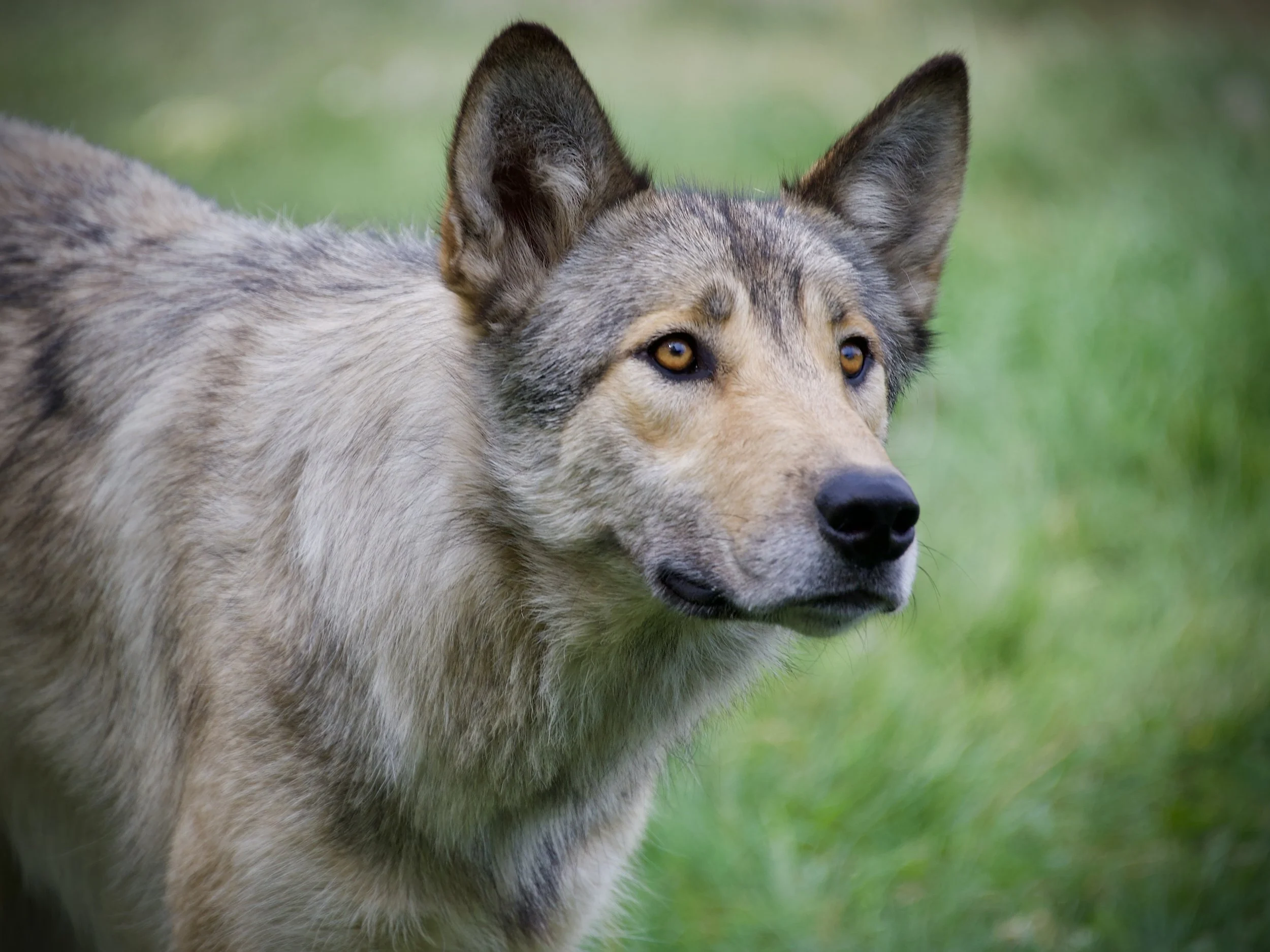 Yamnuska Wolfdog Sanctuary, Alberta