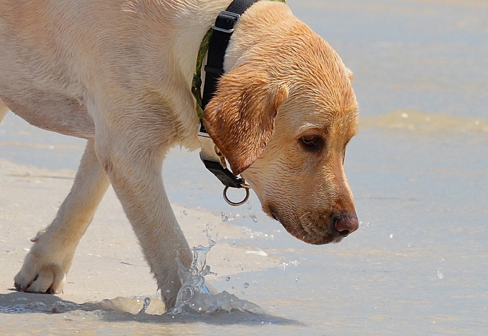 Beach explorer, Caladesi Island, FL